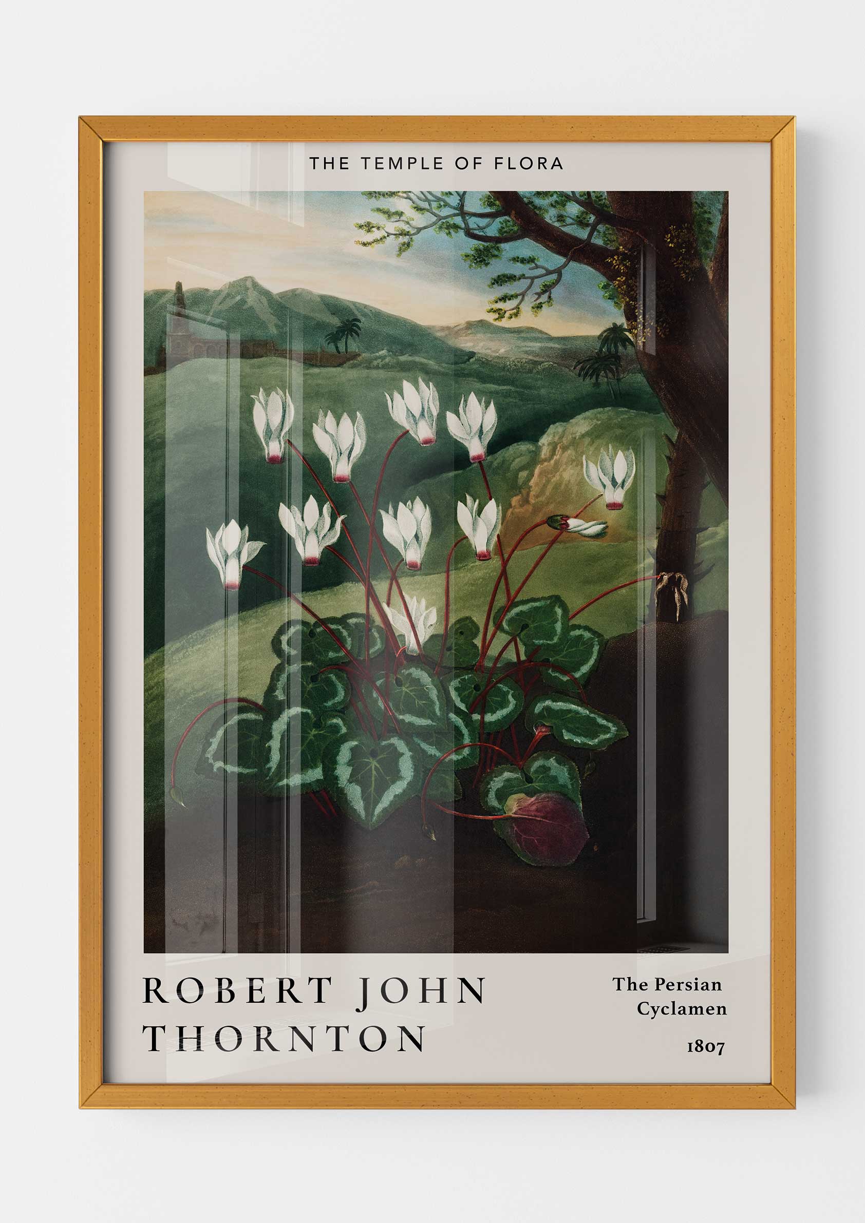 Robert John Thornton - The Persian Cyclamen
