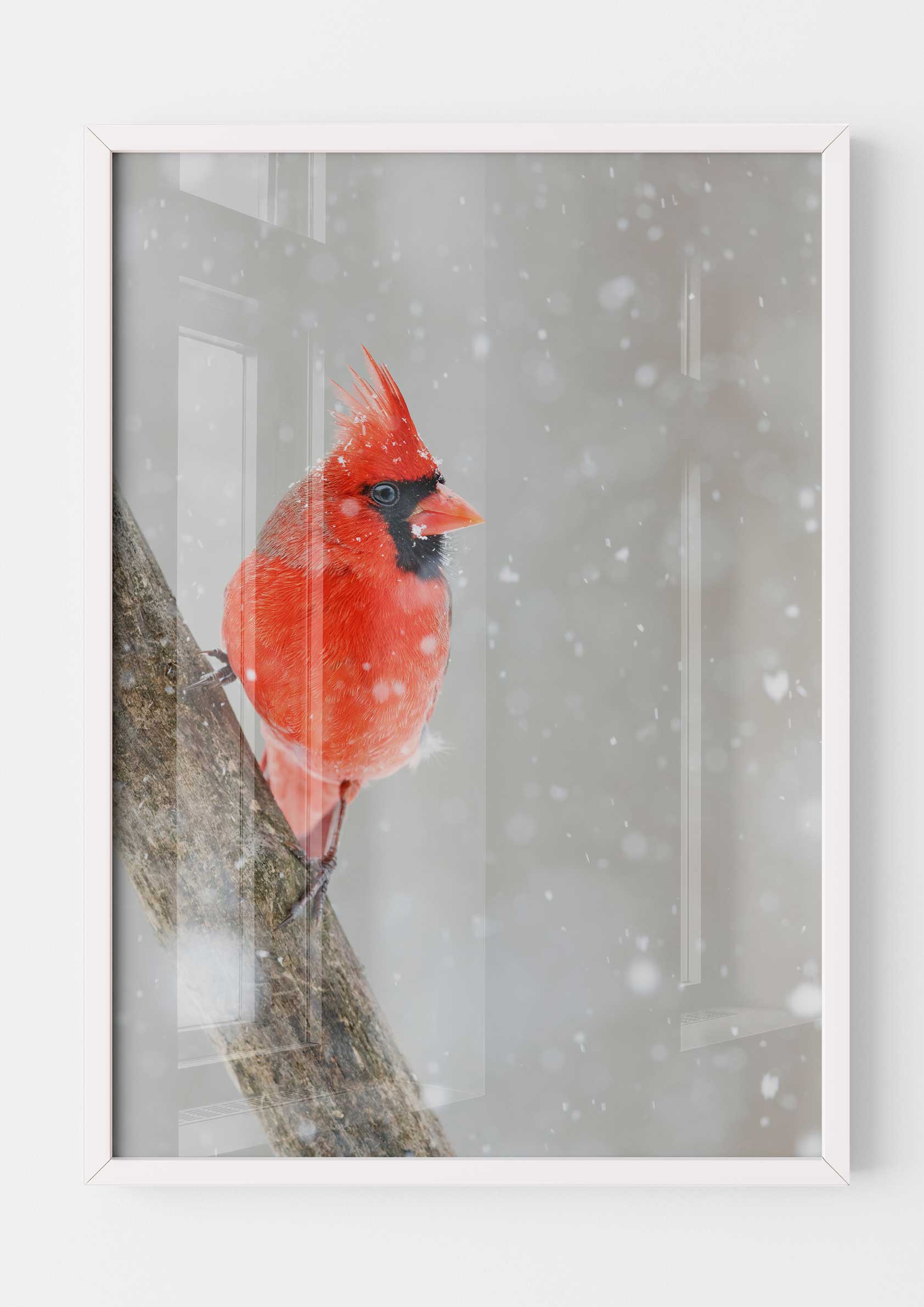 Cardinal in the Snow
