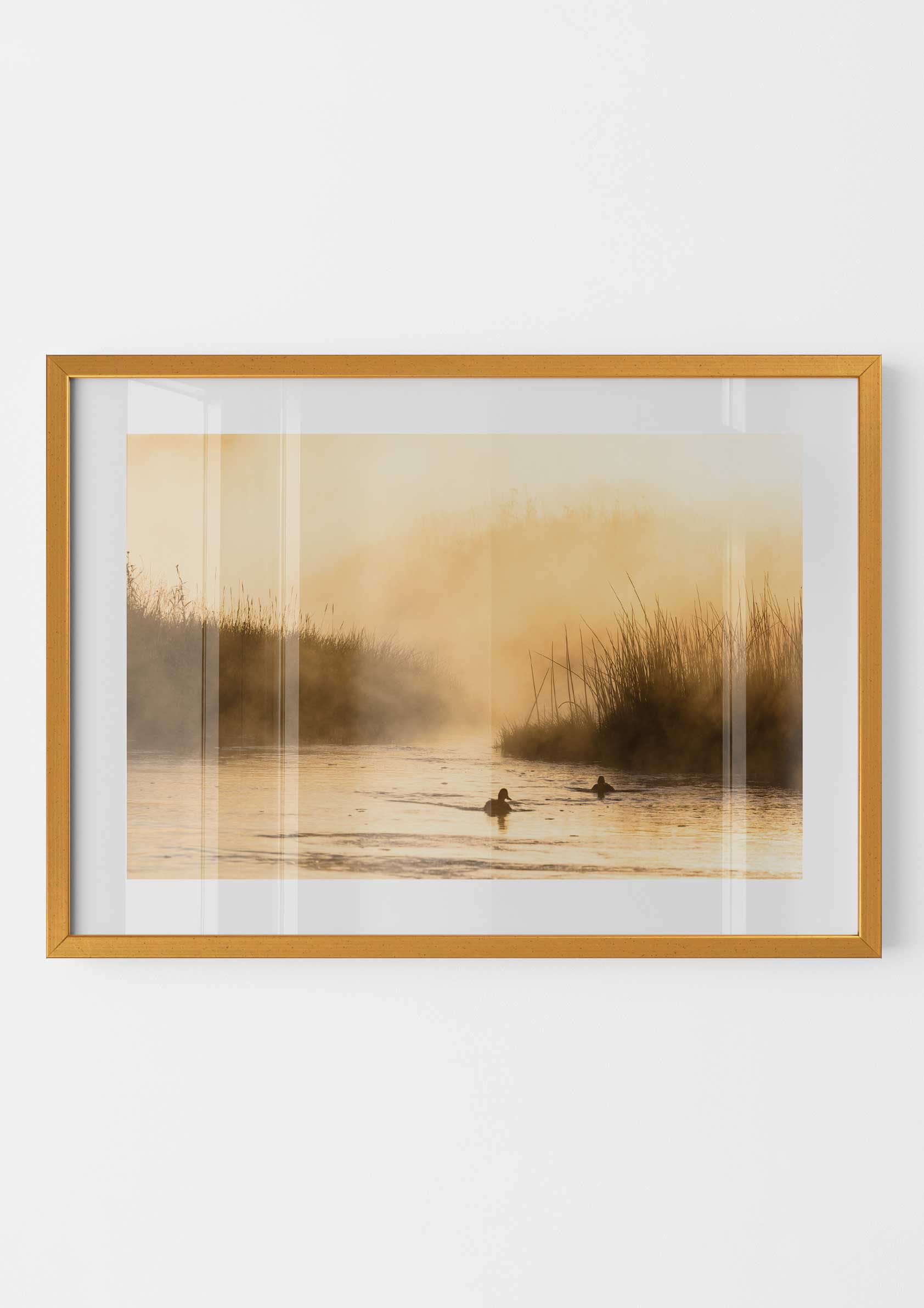 Ducks in the Morning Mist