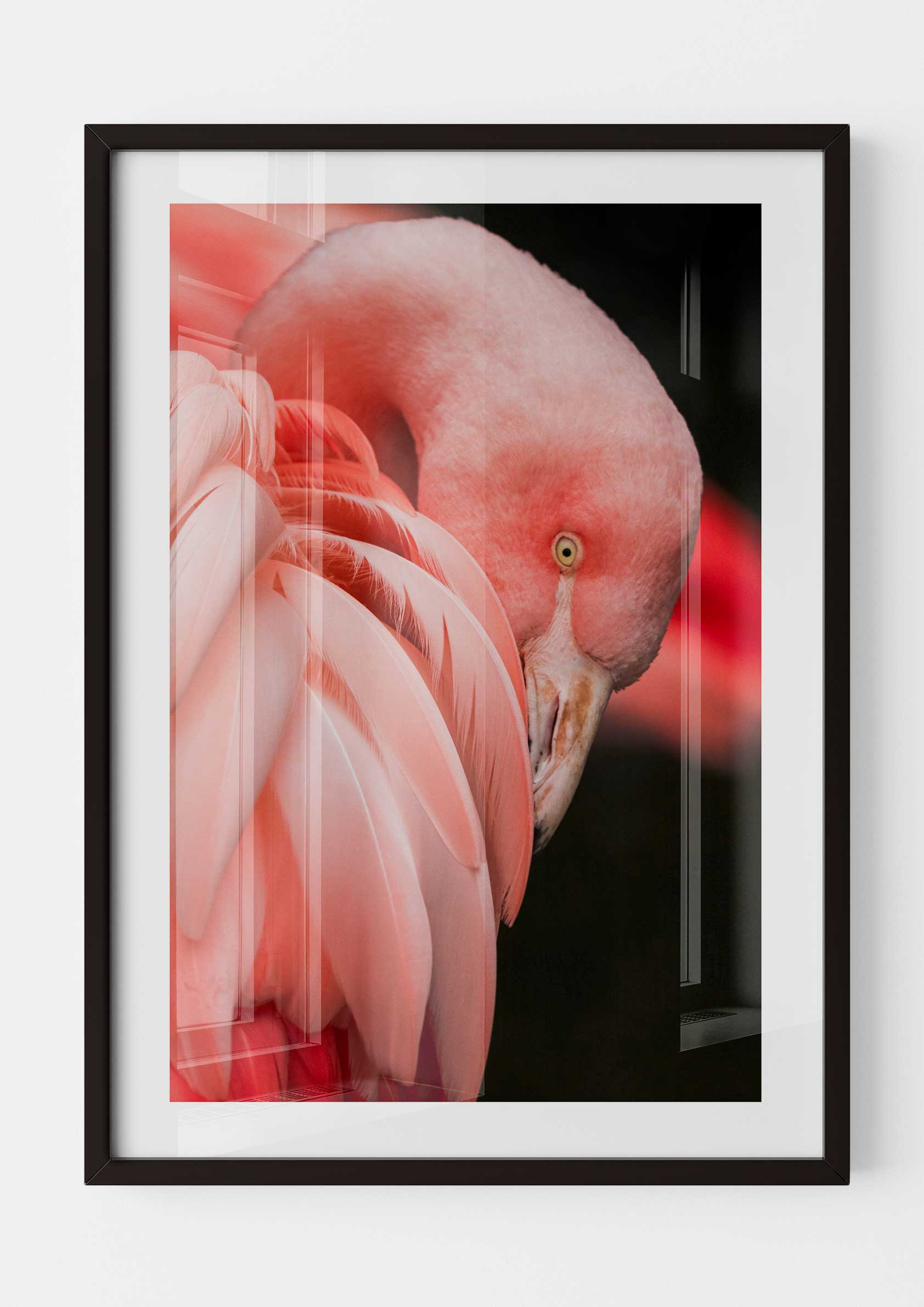 Flamingo Mood