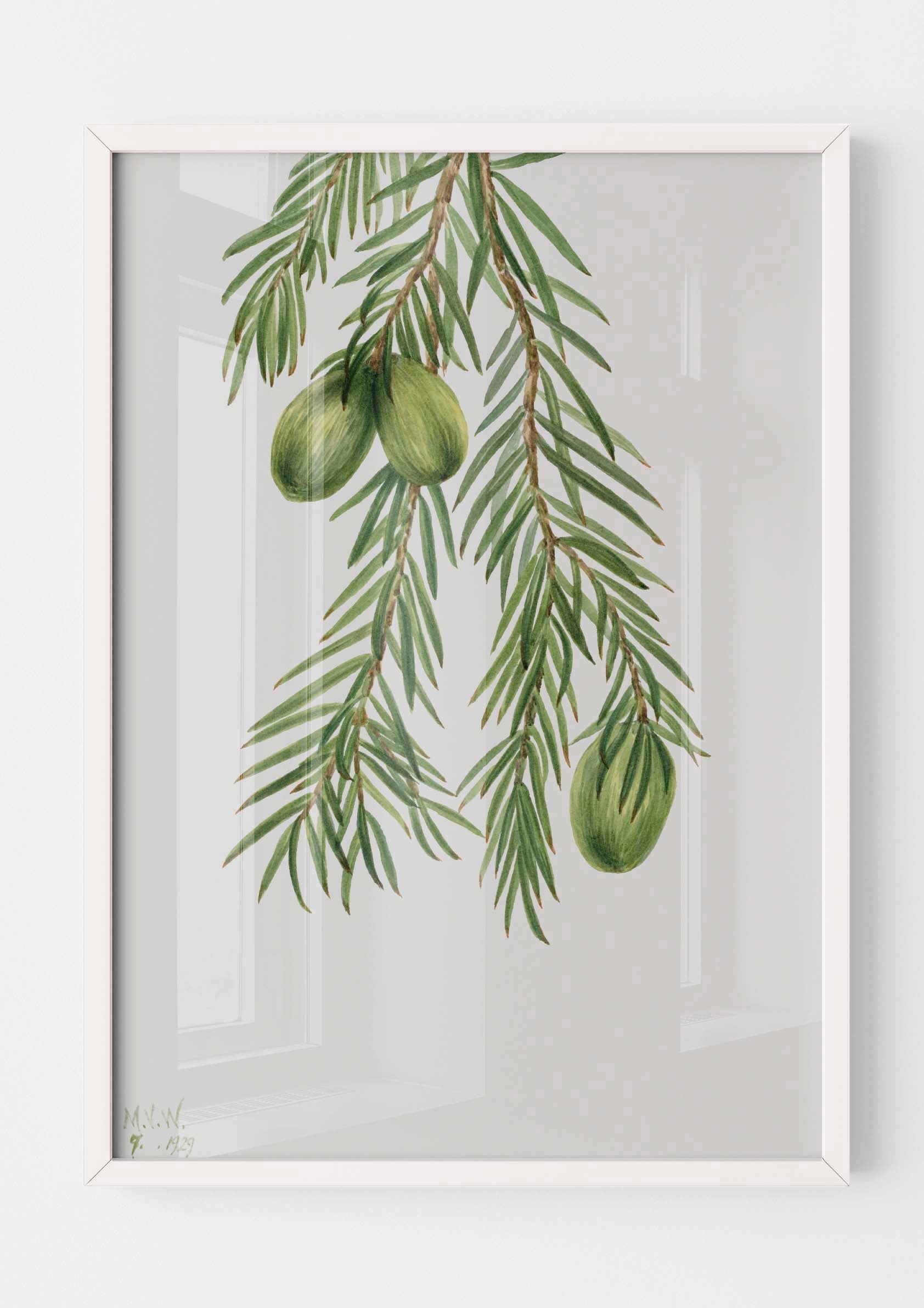 Mary Vaux Walcott - California Nutmeg