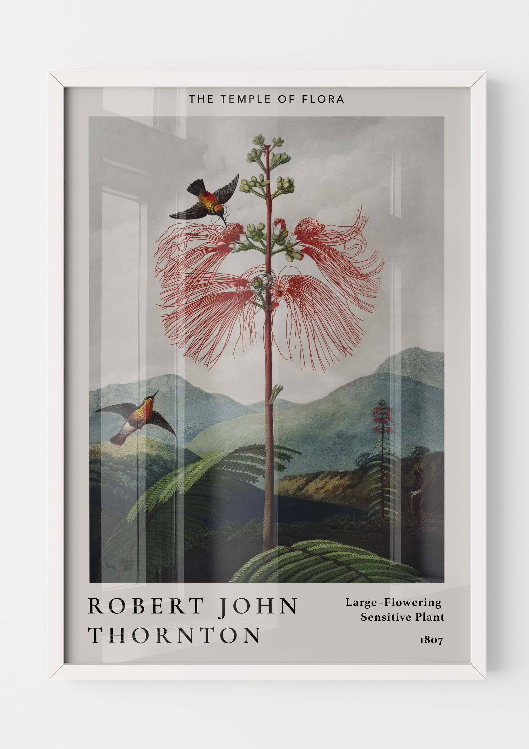 Robert John Thornton - Large-Flowering Sensitive Plant