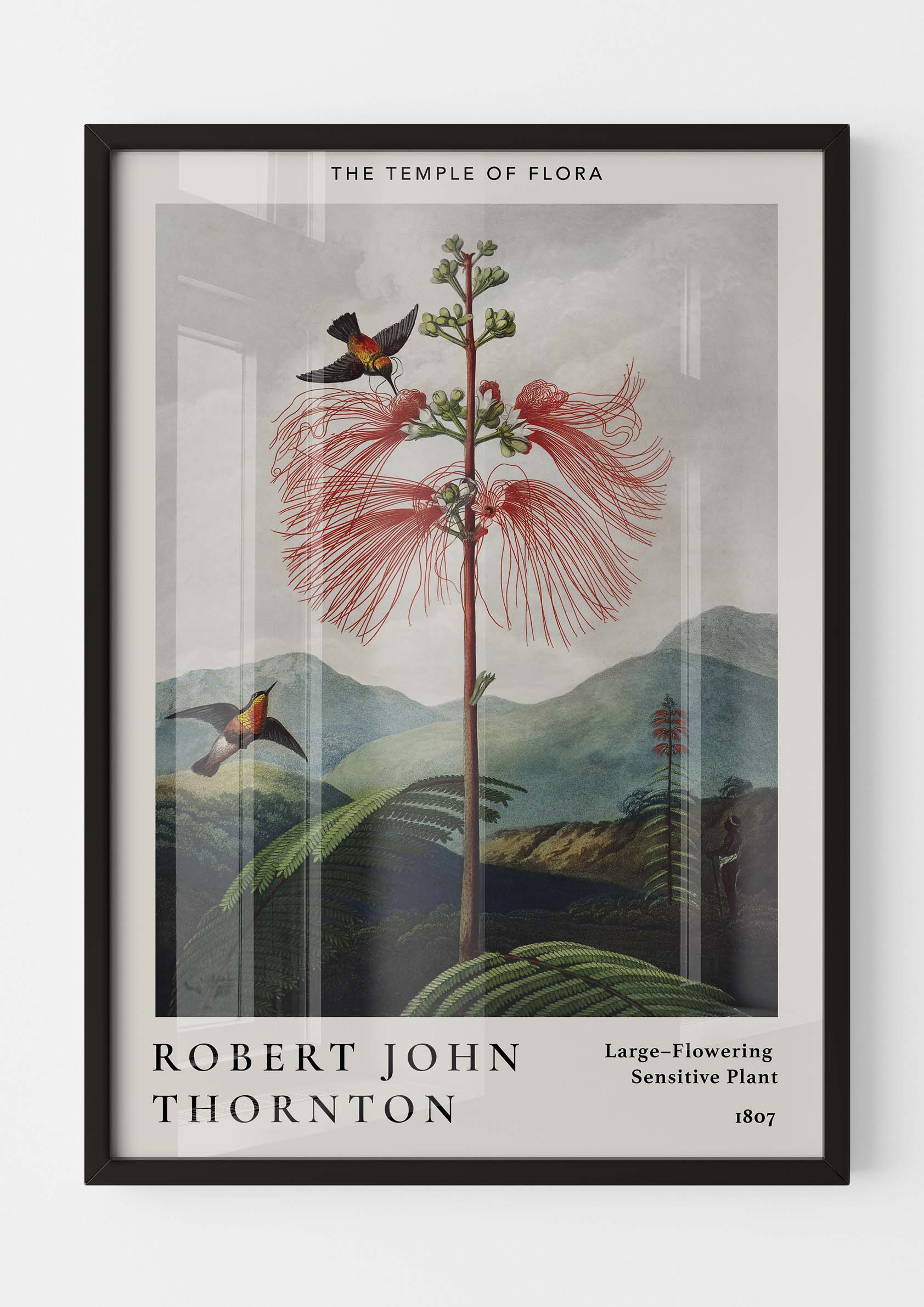 Robert John Thornton - Large-Flowering Sensitive Plant
