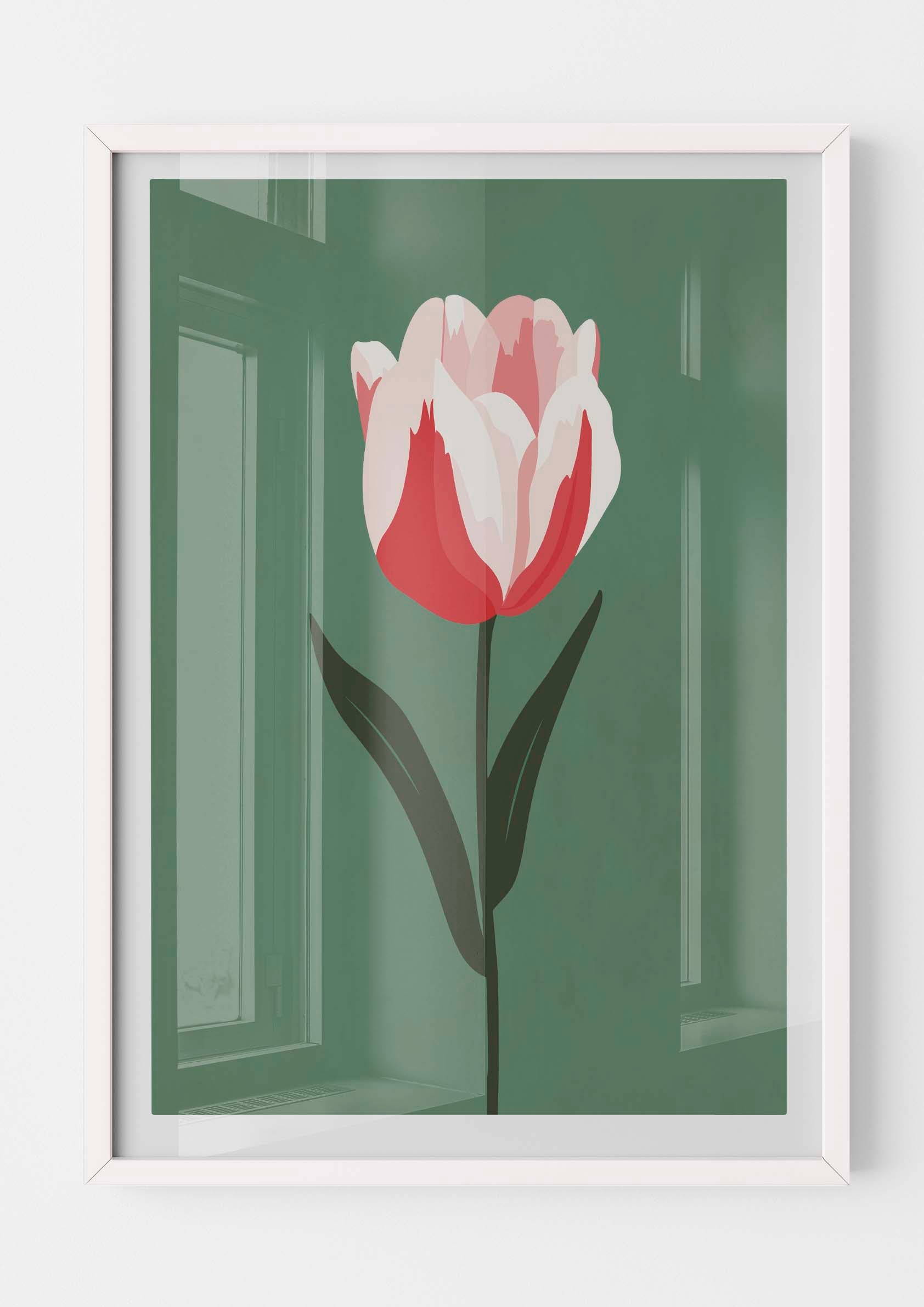 Tulipan