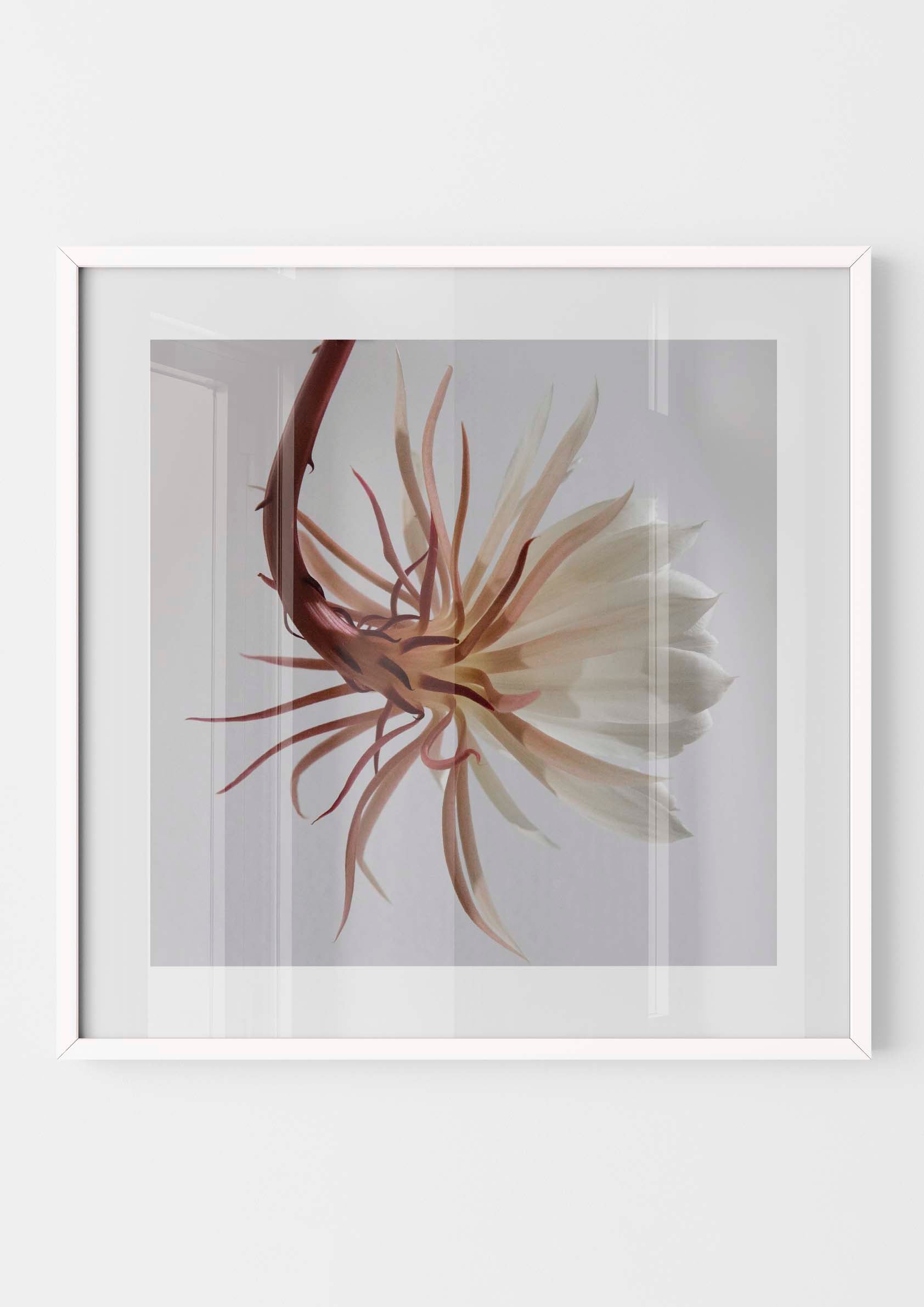 White Epiphyllum Cactus Flower