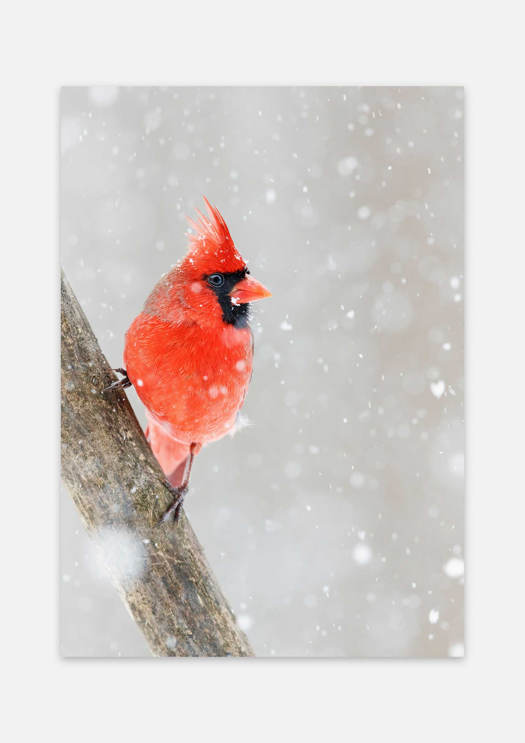 Cardinal in the Snow
