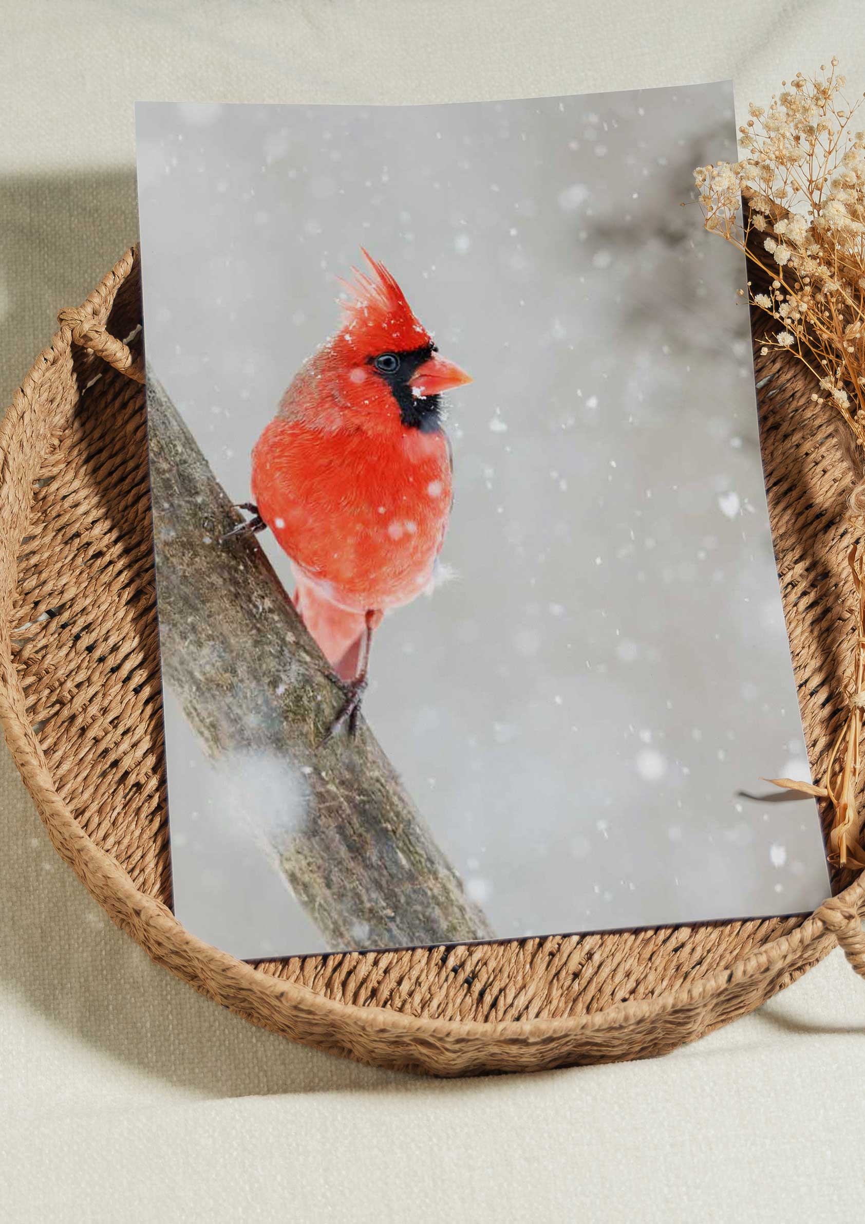 Cardinal in the Snow