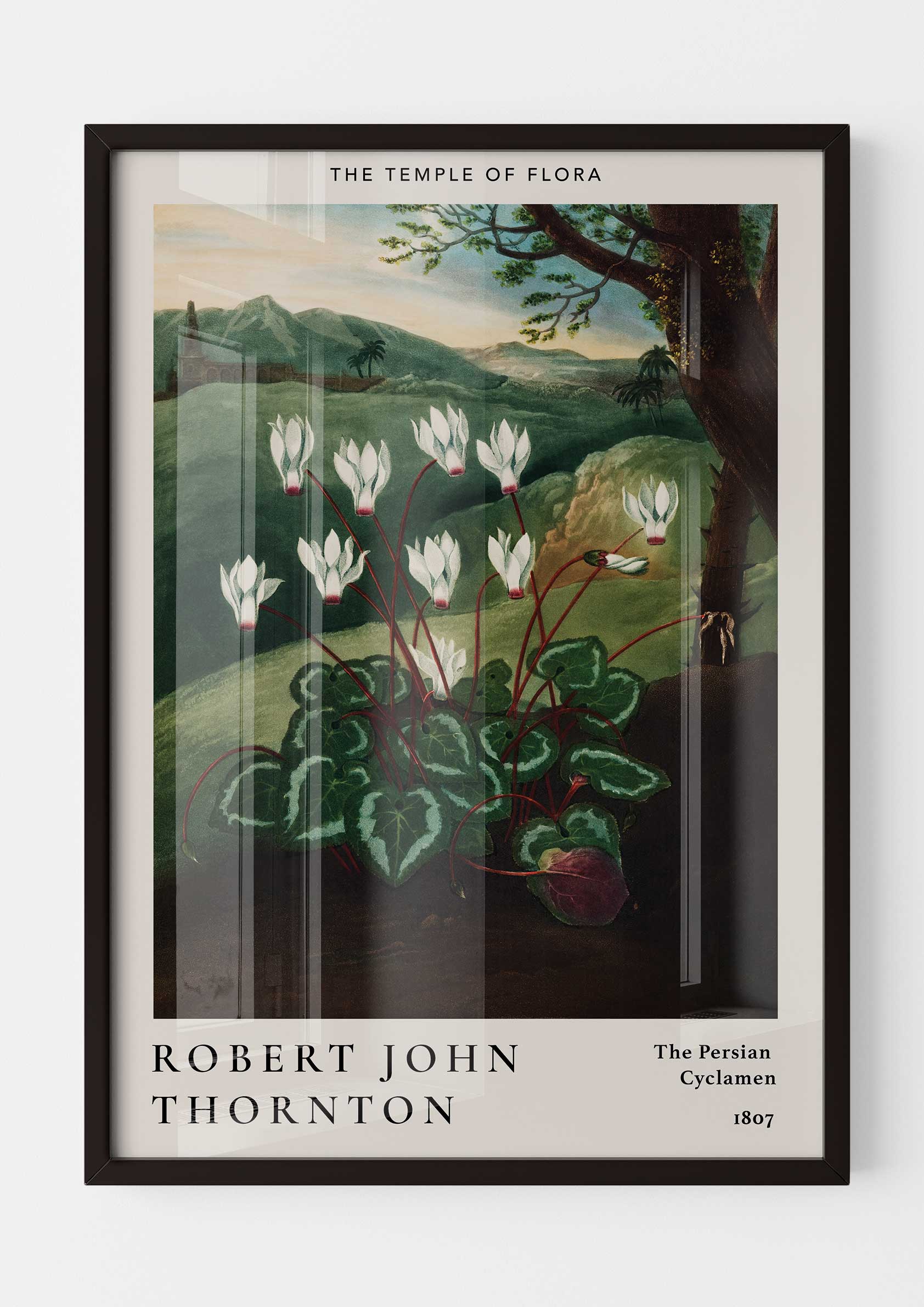 Robert John Thornton - The Persian Cyclamen