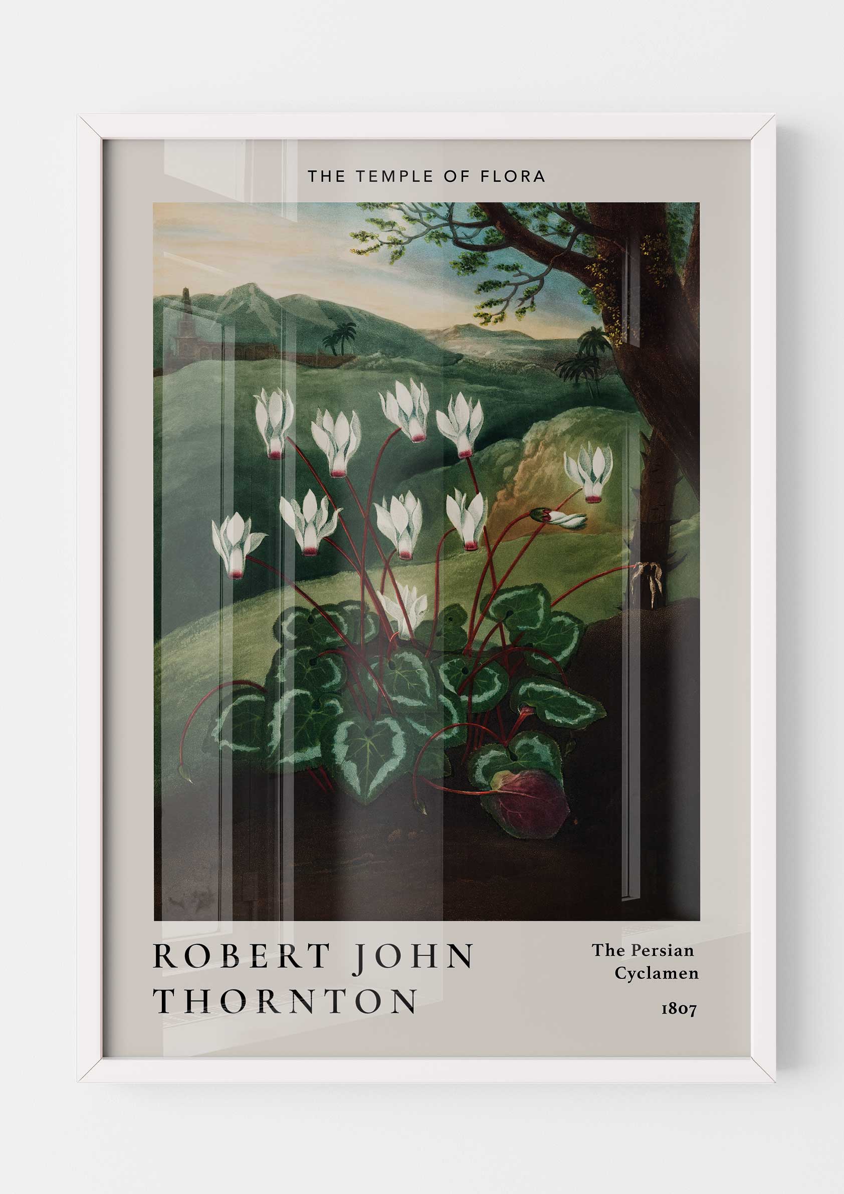 Robert John Thornton - The Persian Cyclamen