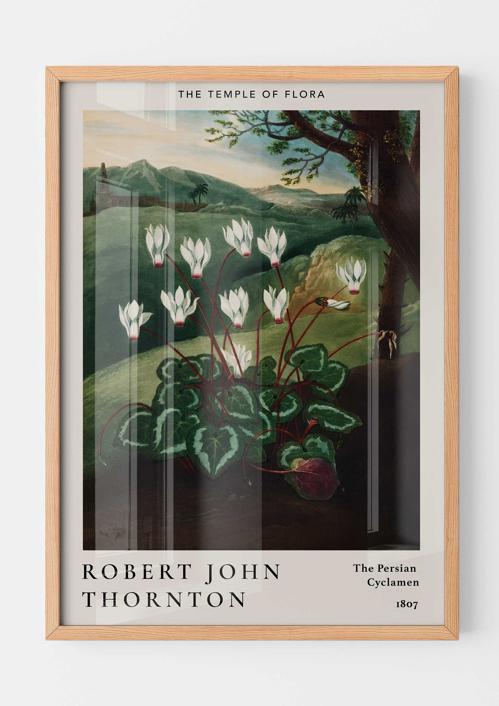 Robert John Thornton - The Persian Cyclamen