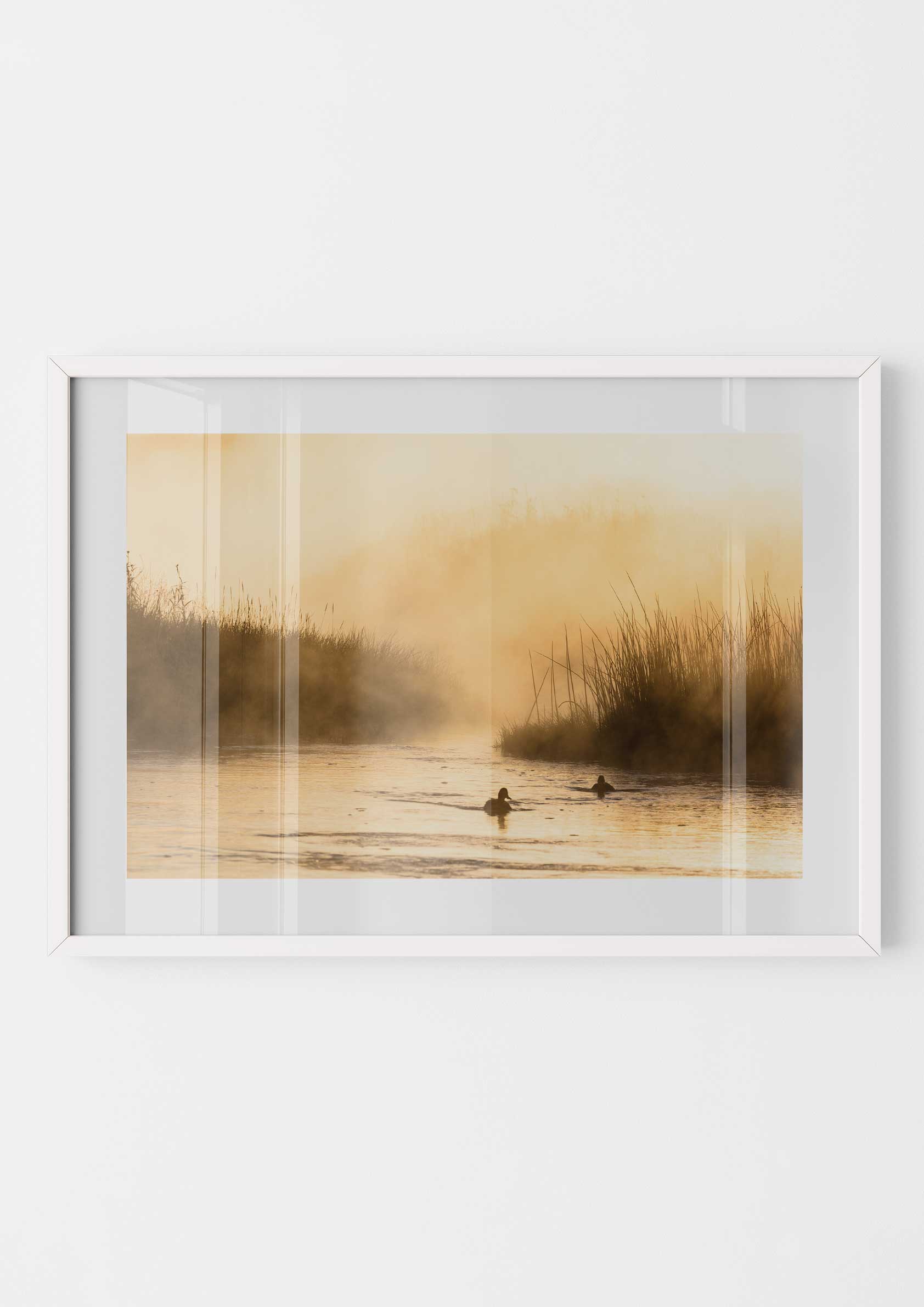 Ducks in the Morning Mist