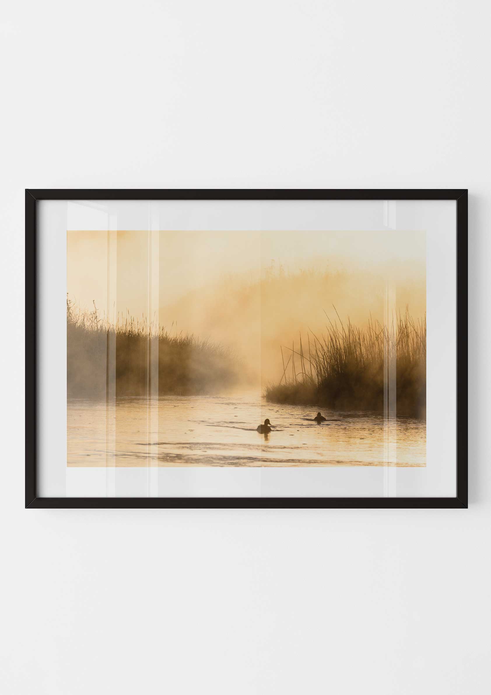 Ducks in the Morning Mist