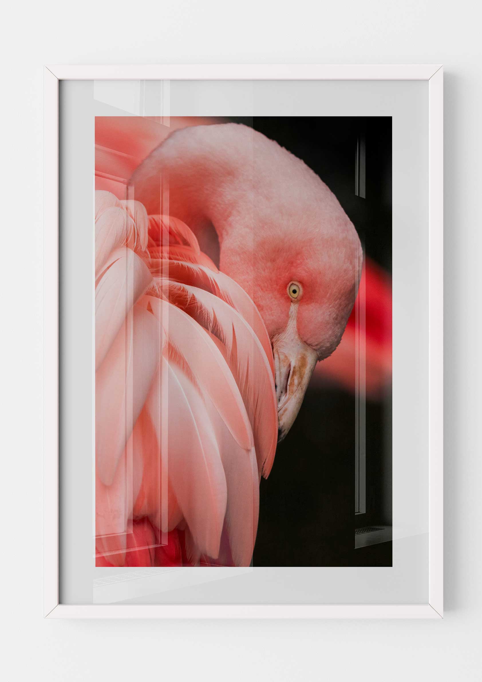 Flamingo Mood