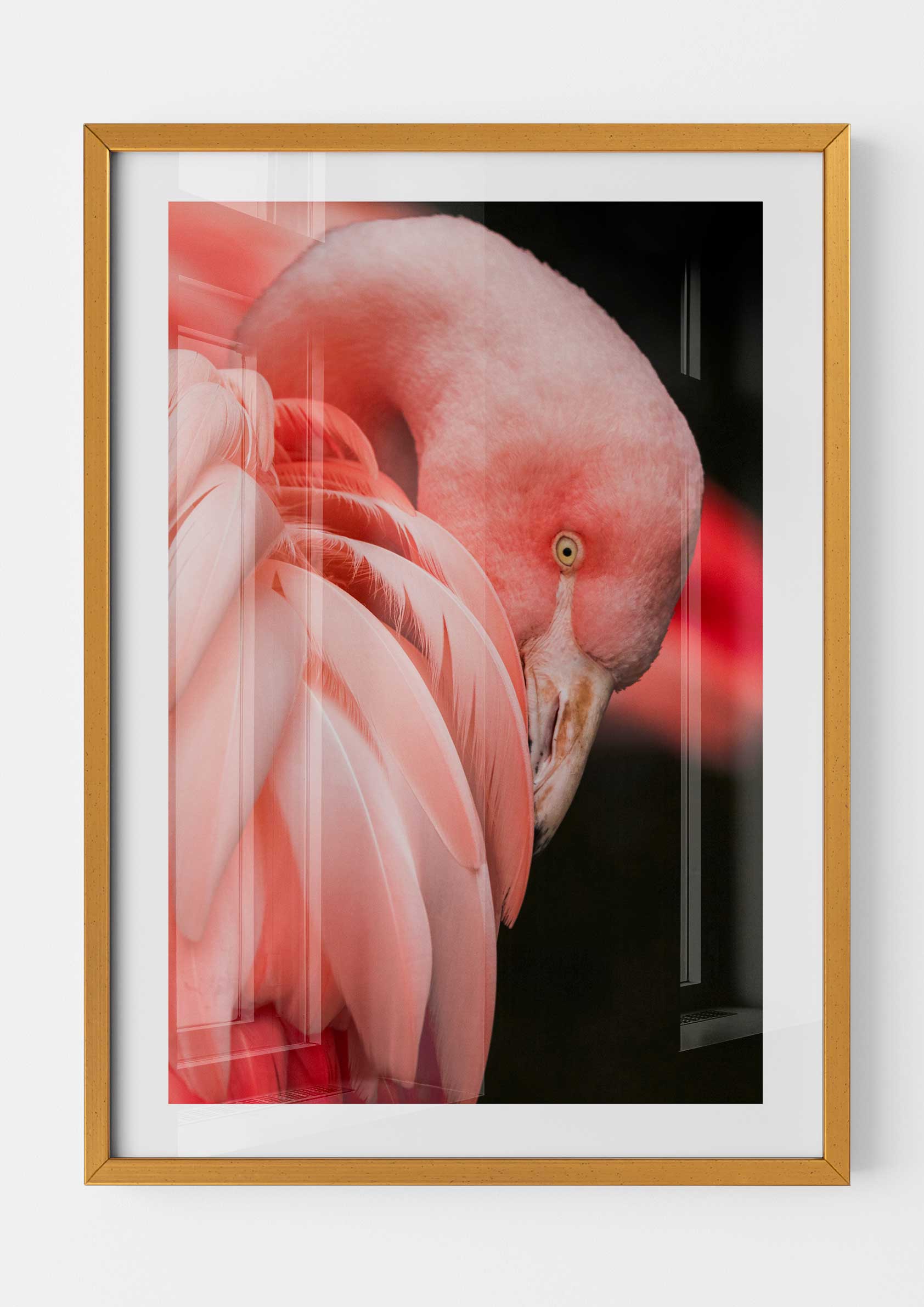 Flamingo Mood