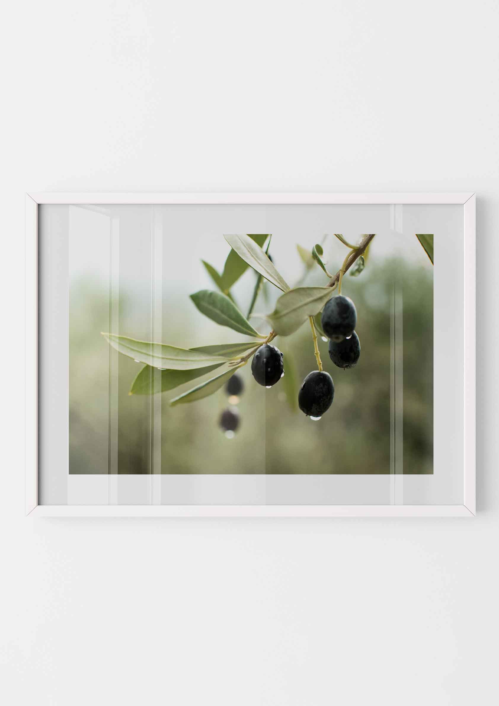 Olive Grove
