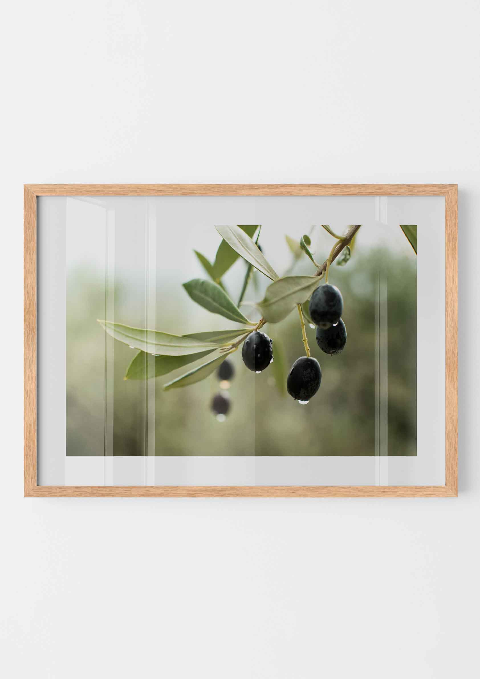 Olive Grove