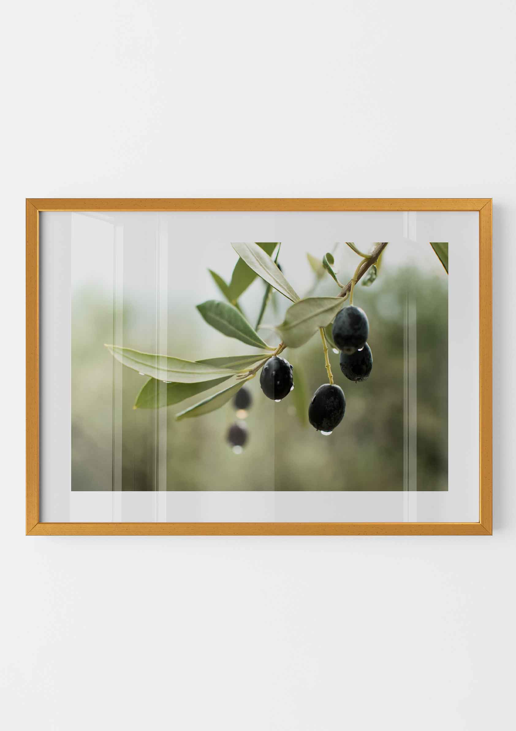 Olive Grove