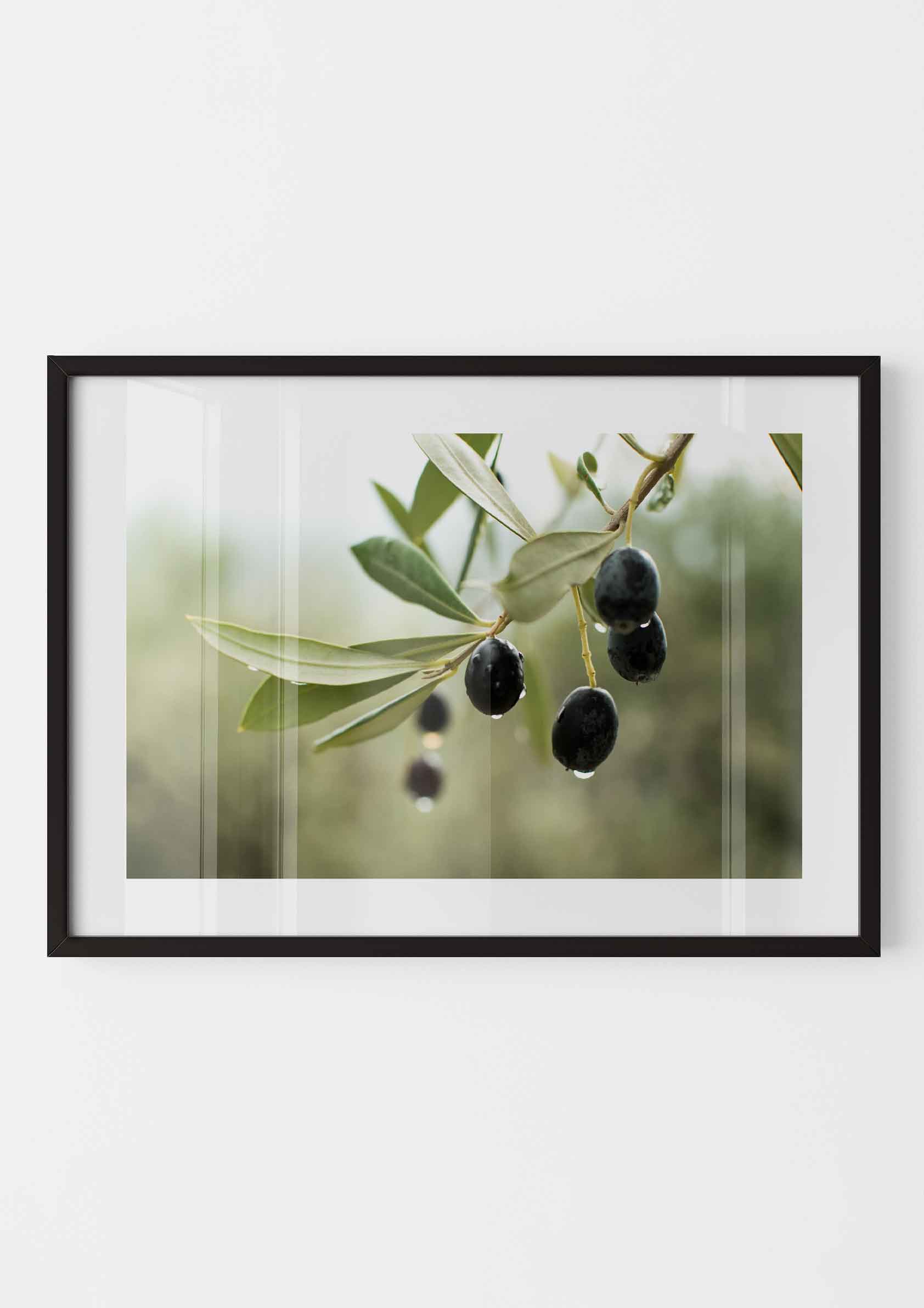 Olive Grove