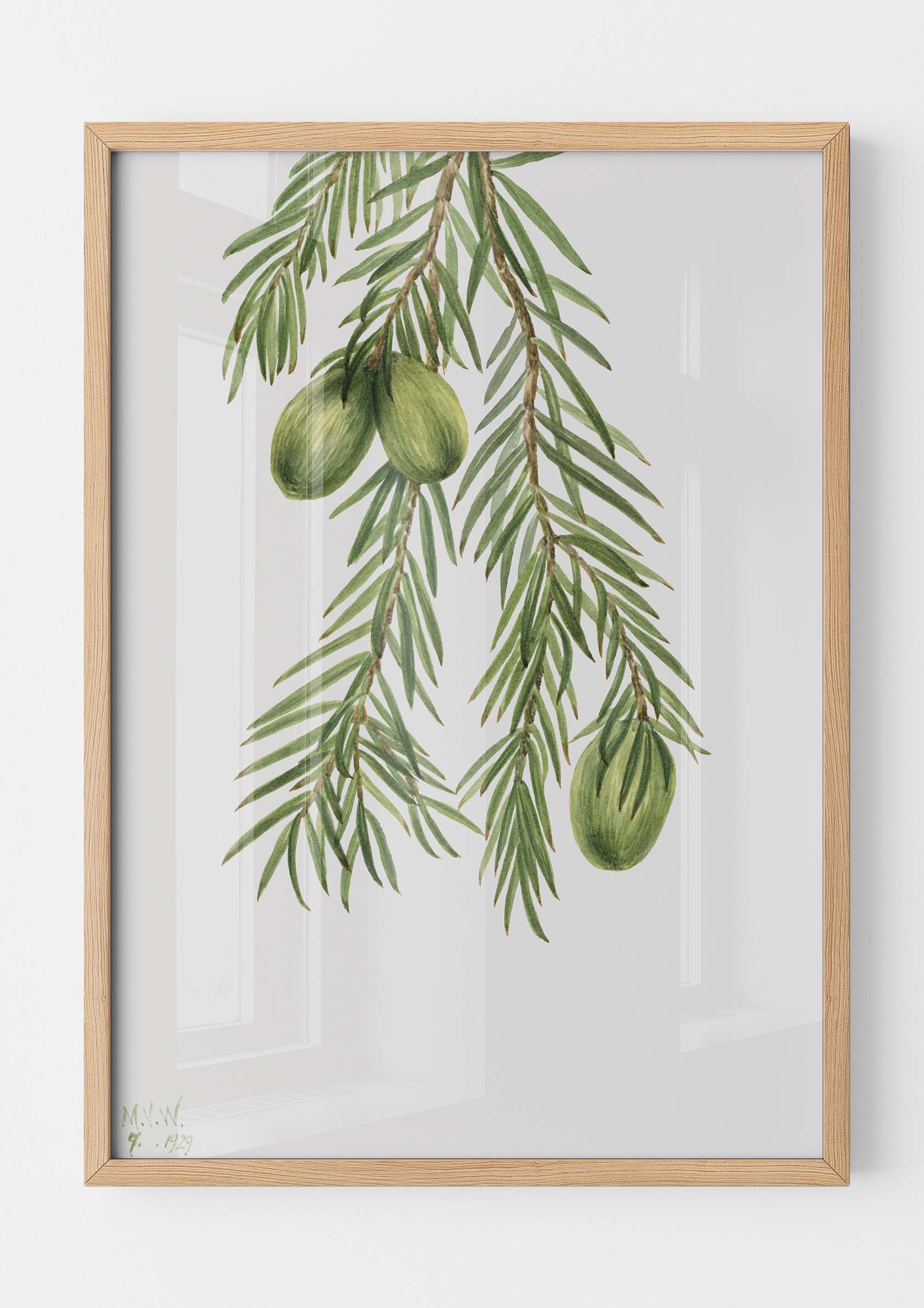 Mary Vaux Walcott - California Nutmeg