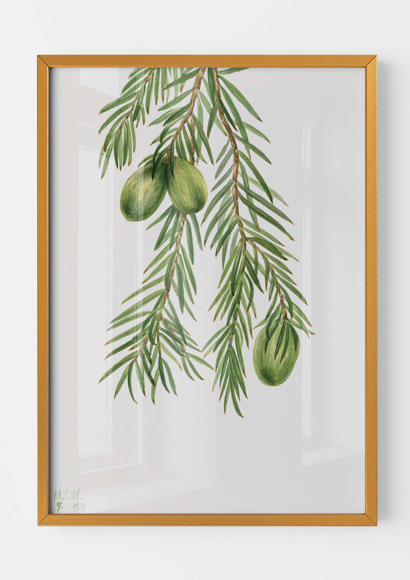 Mary Vaux Walcott - California Nutmeg