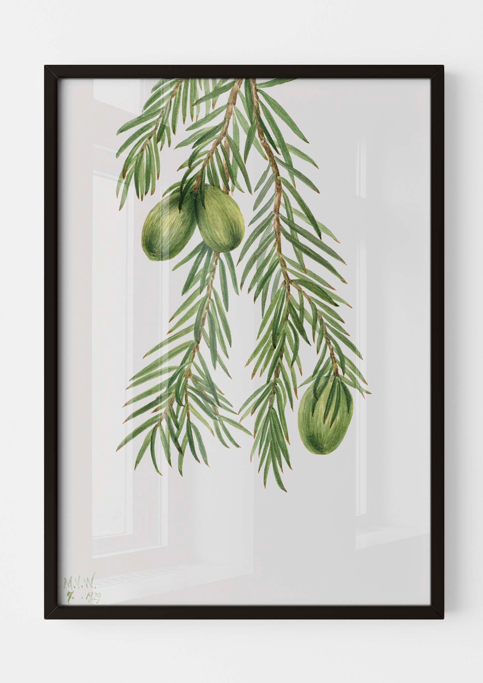 Mary Vaux Walcott - California Nutmeg
