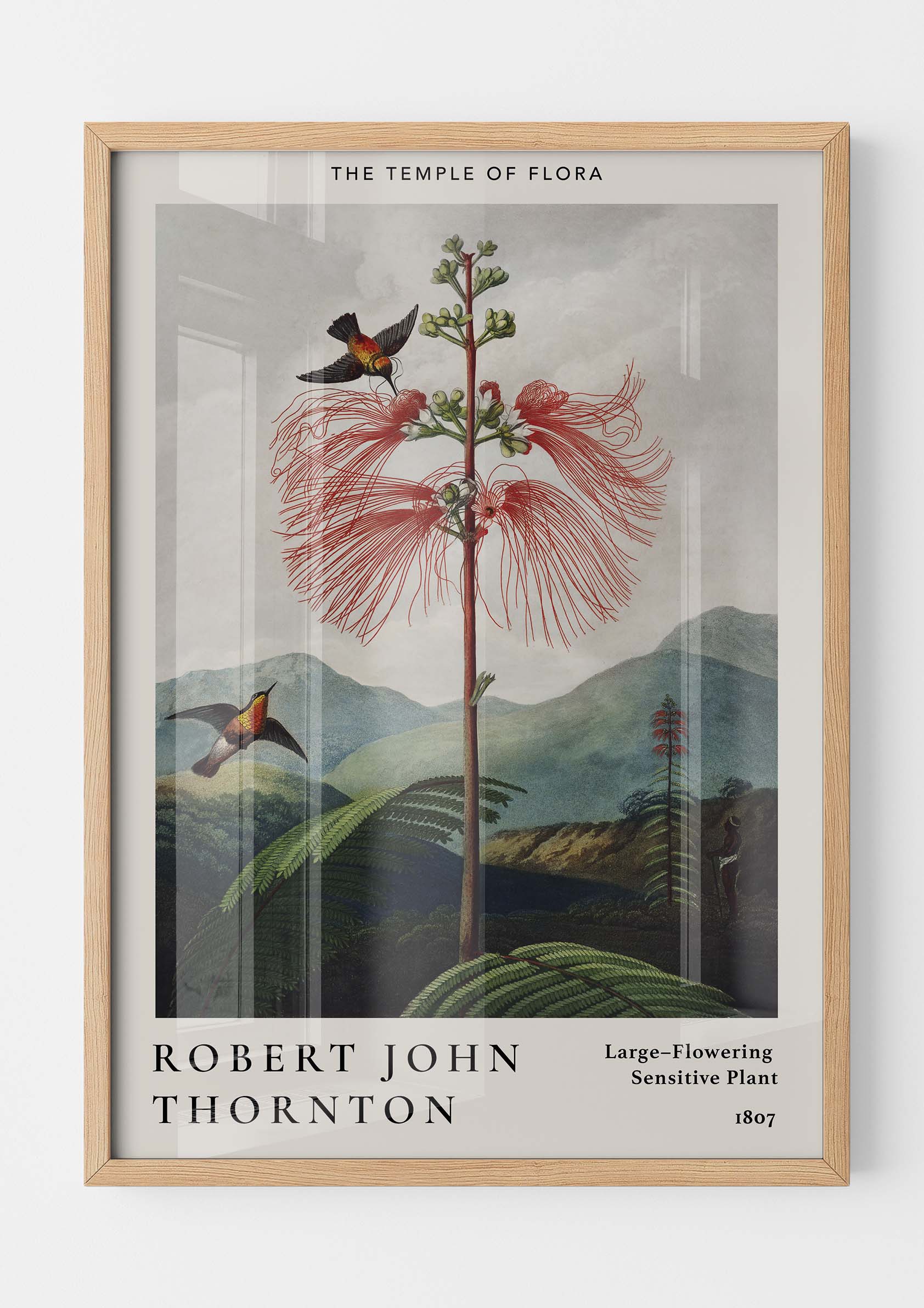 Robert John Thornton - Large-Flowering Sensitive Plant