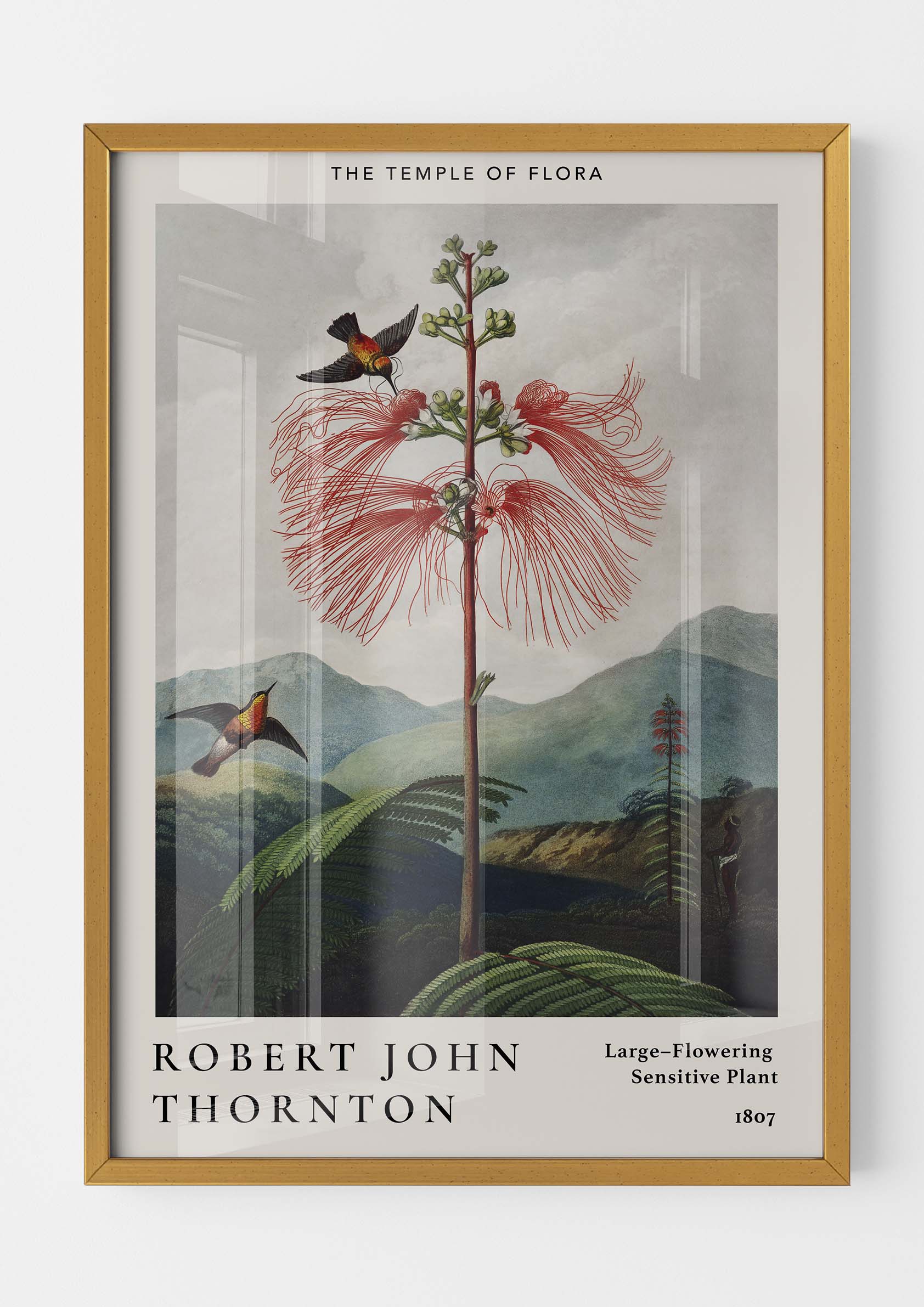 Robert John Thornton - Large-Flowering Sensitive Plant