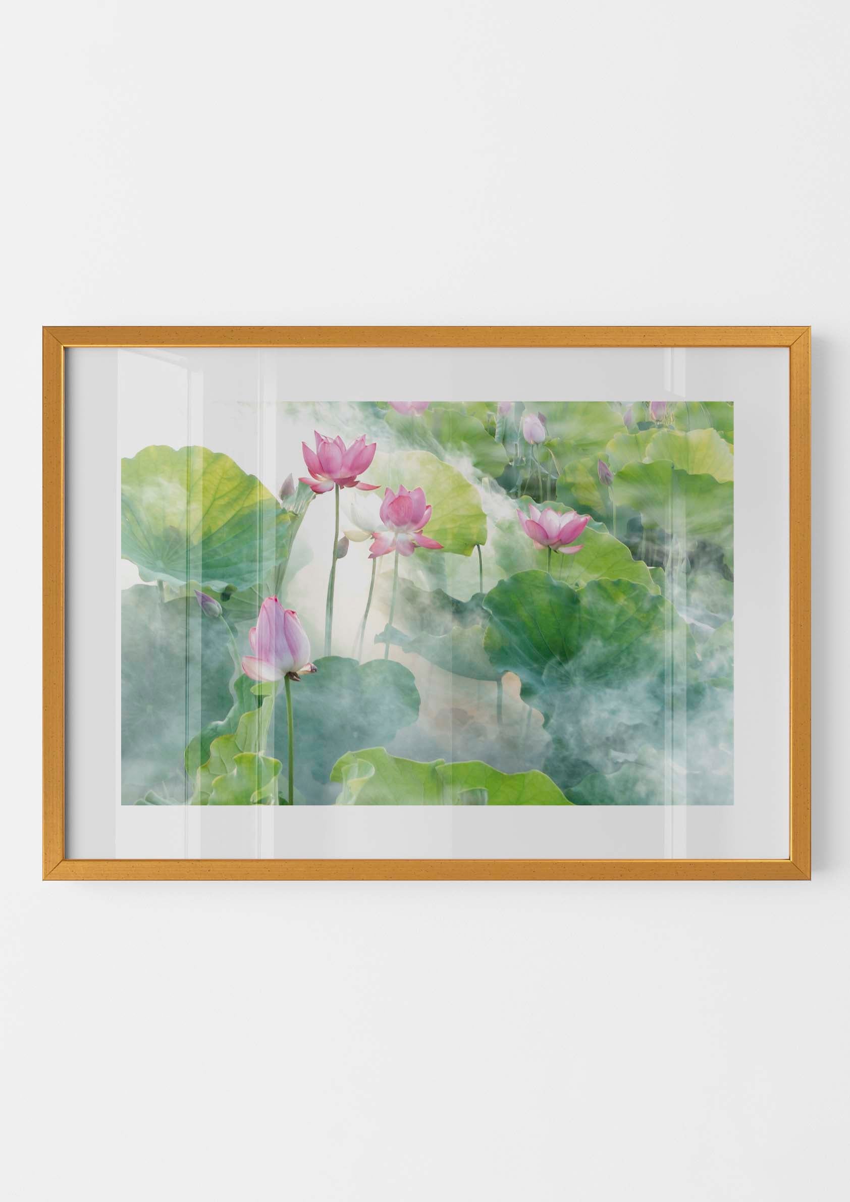 Lotus Summer