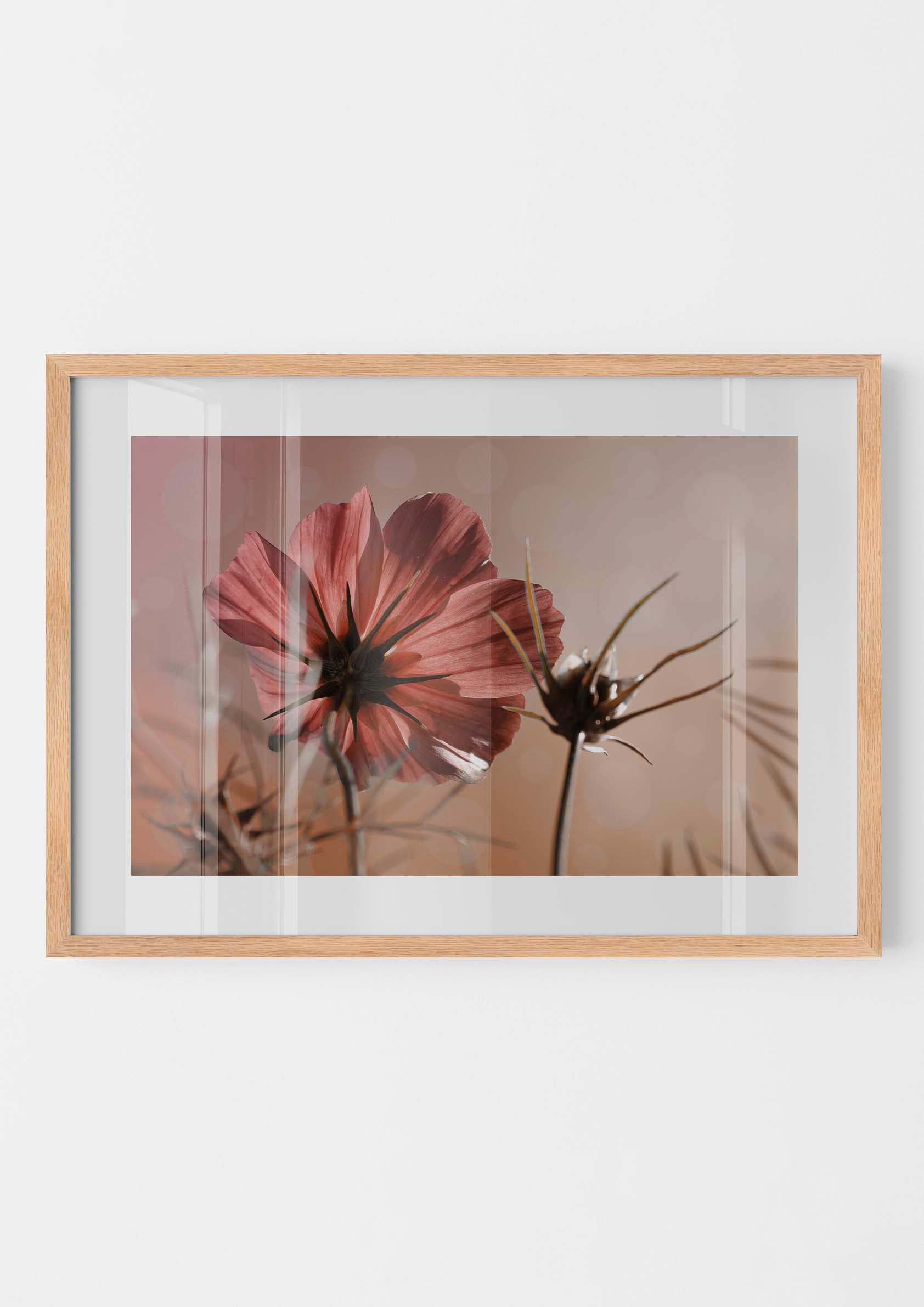 Pink Cosmos