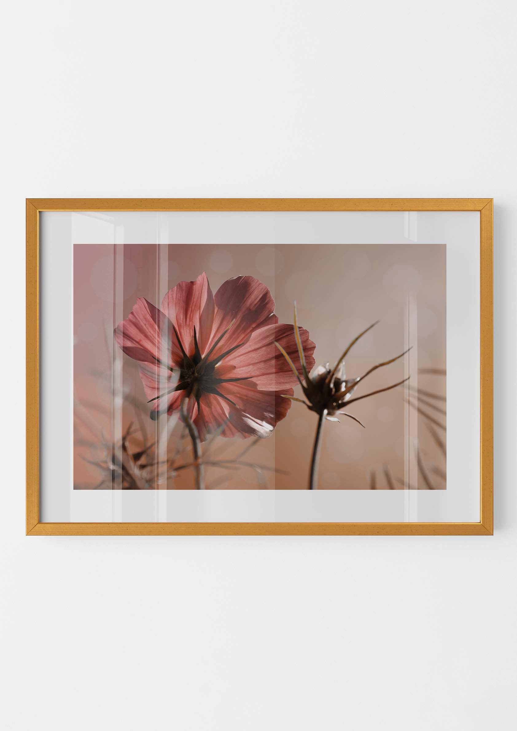 Pink Cosmos