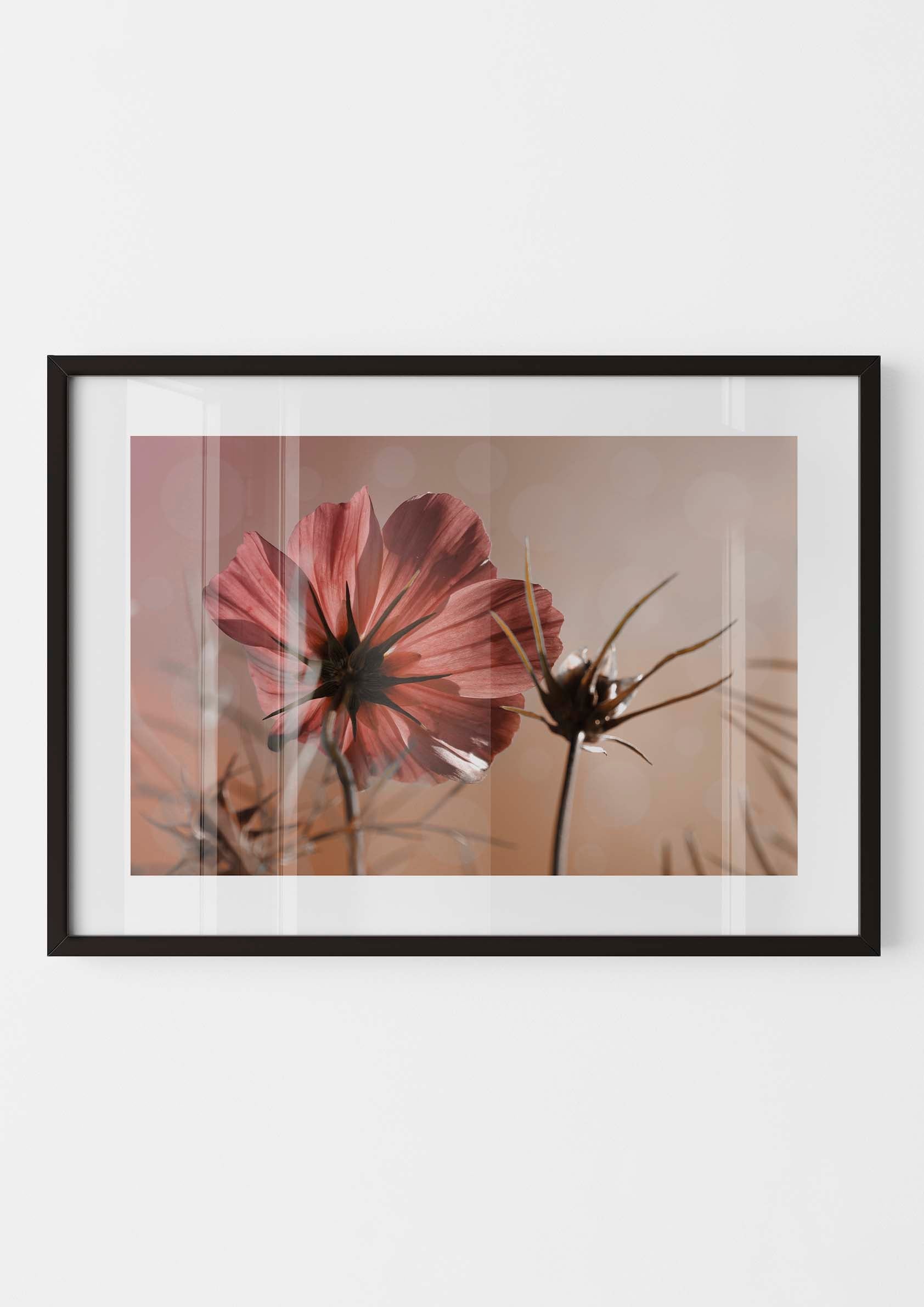 Pink Cosmos