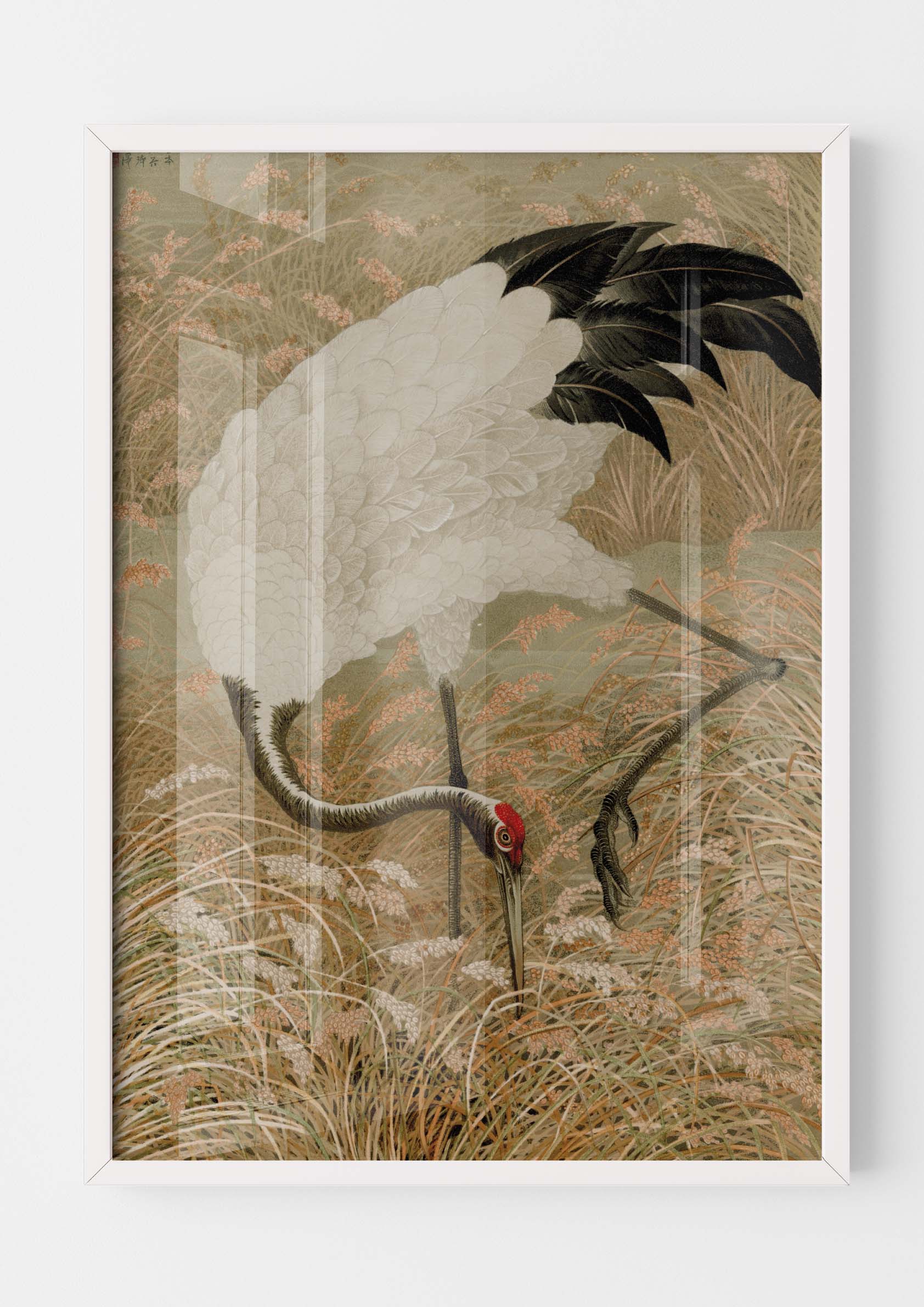 Sarus Crane in Rice Field