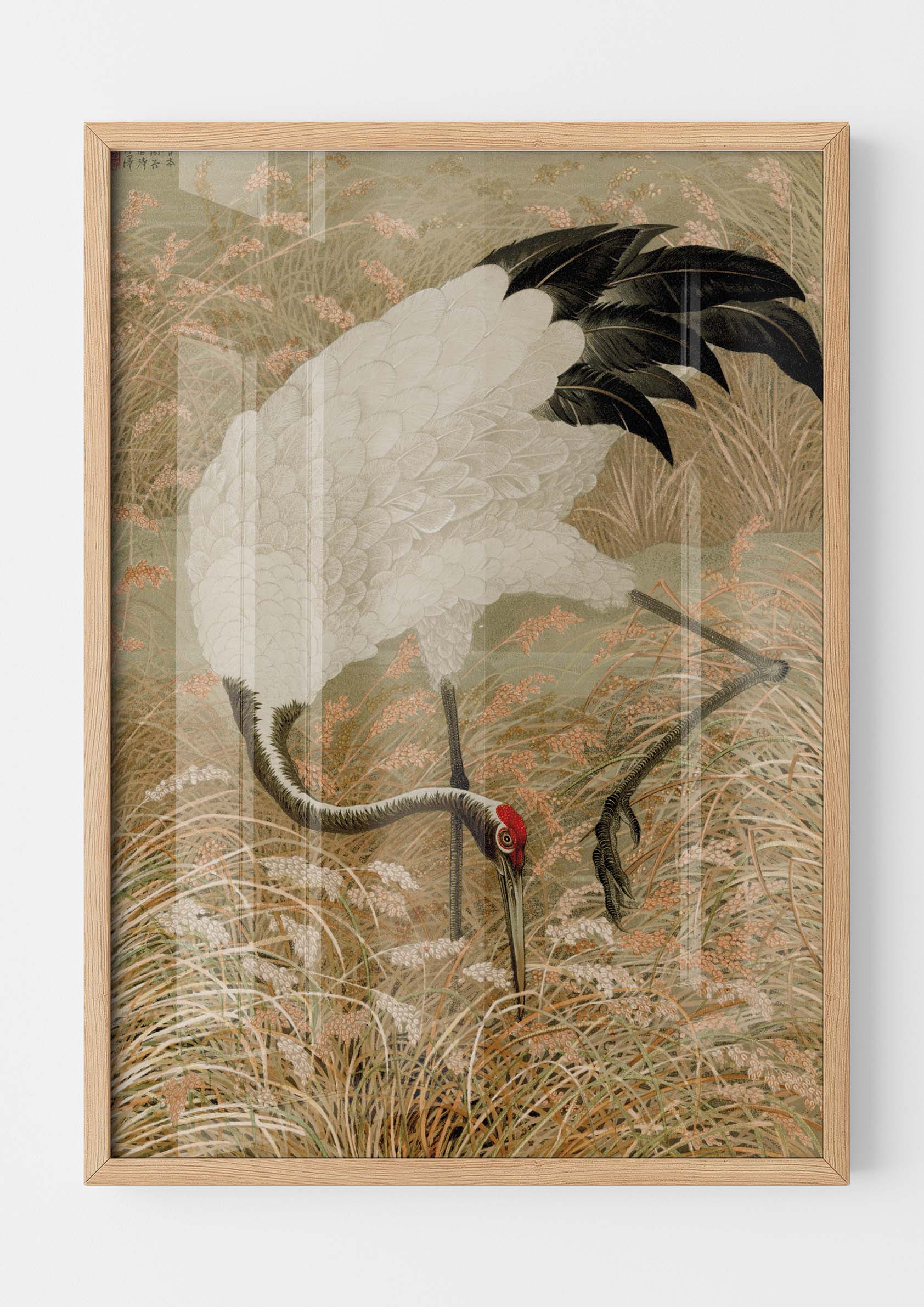 Sarus Crane in Rice Field
