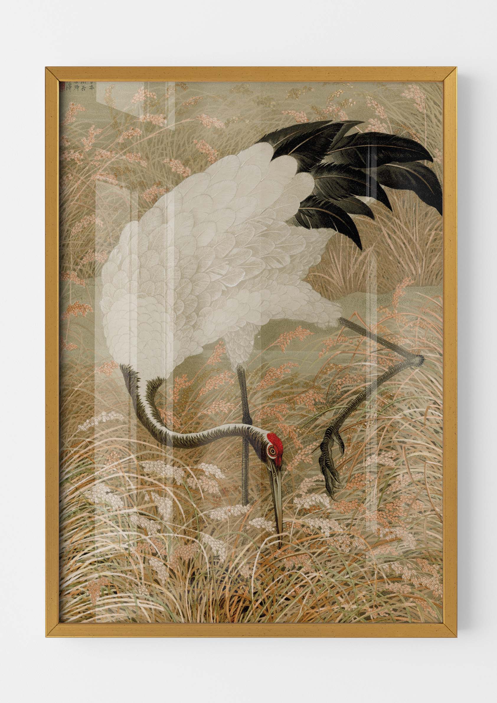 Sarus Crane in Rice Field