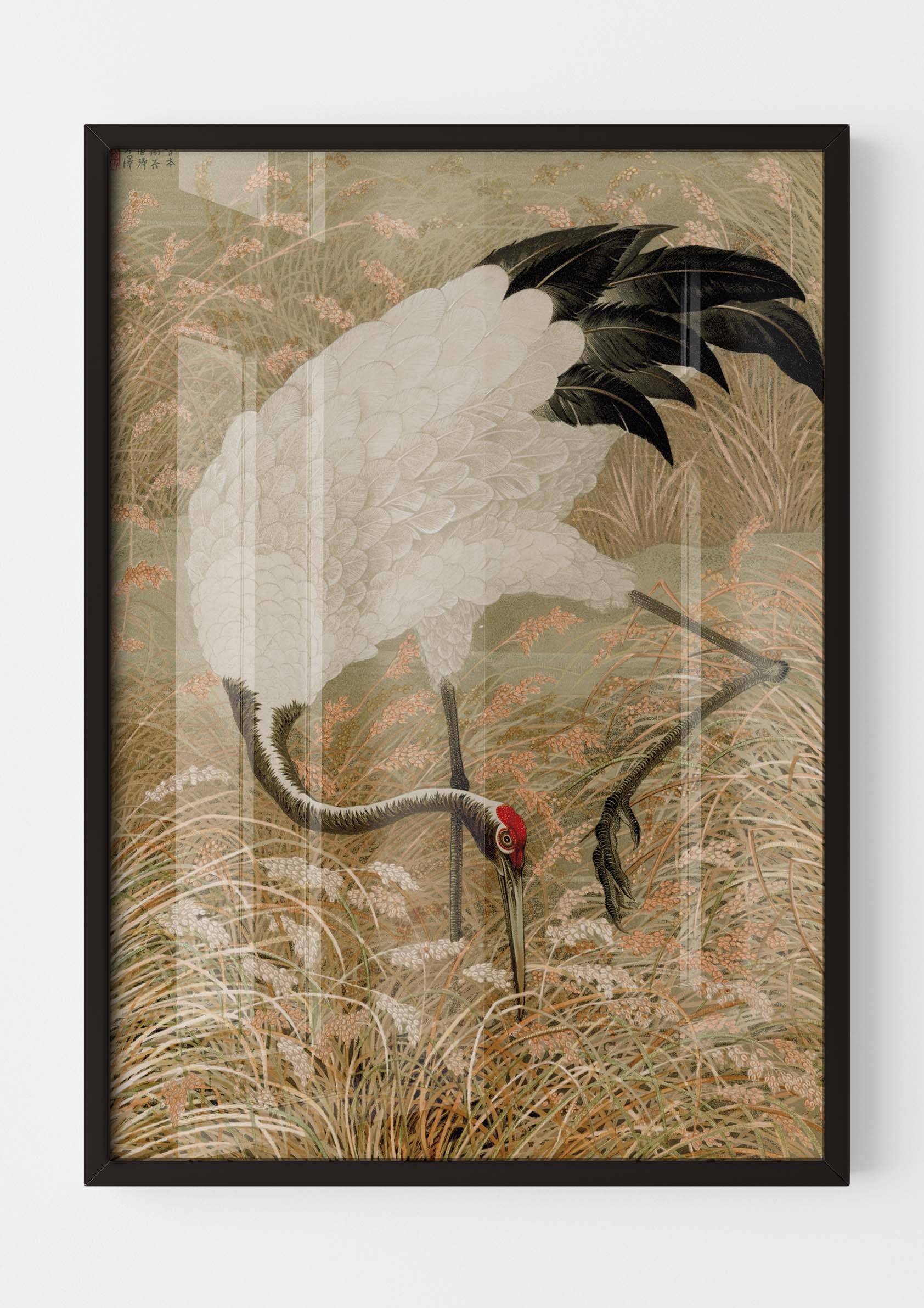 Sarus Crane in Rice Field