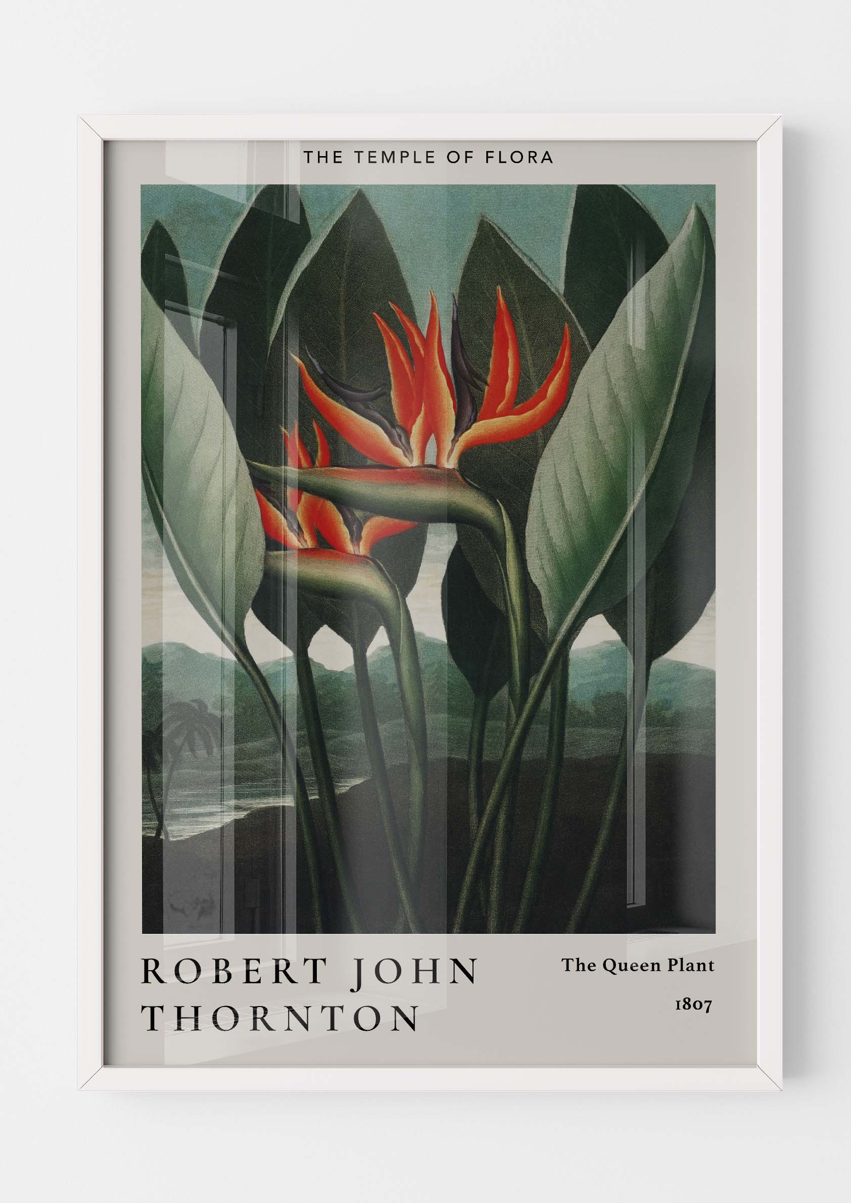Robert John Thornton - The Queen Plant