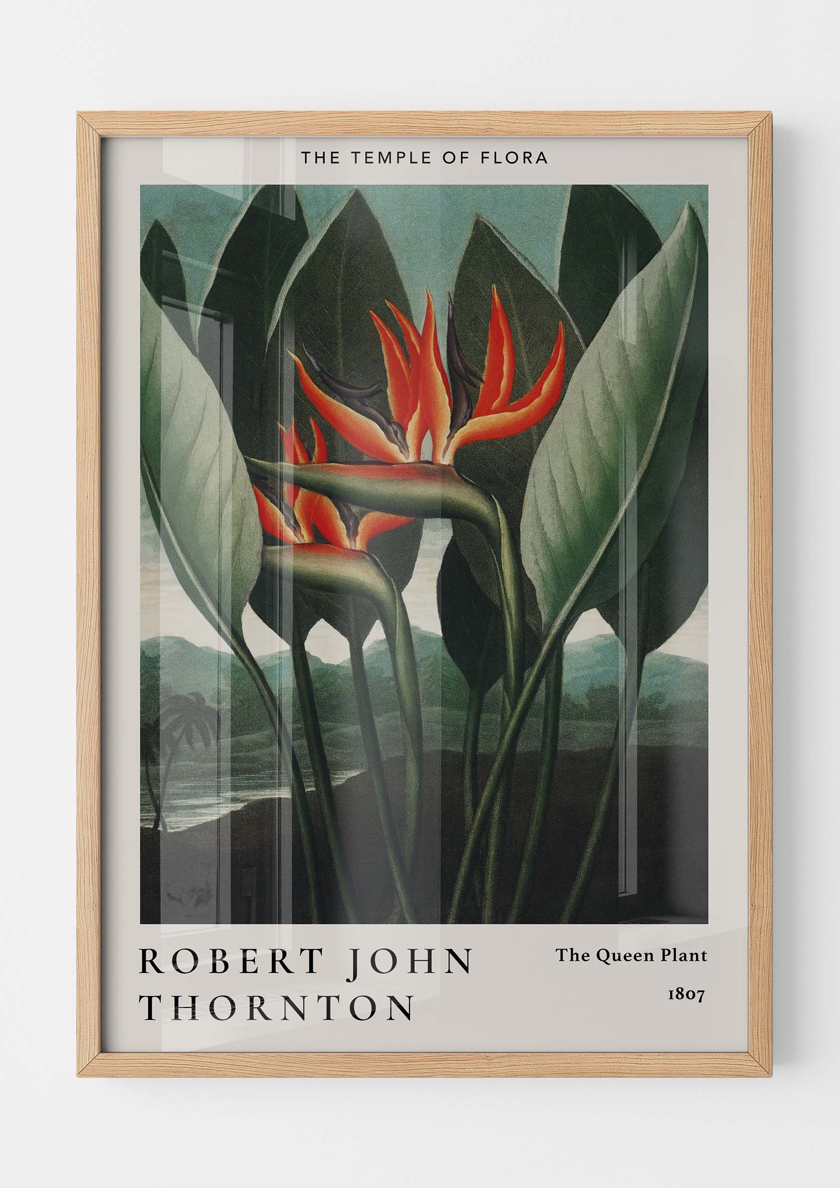 Robert John Thornton - The Queen Plant