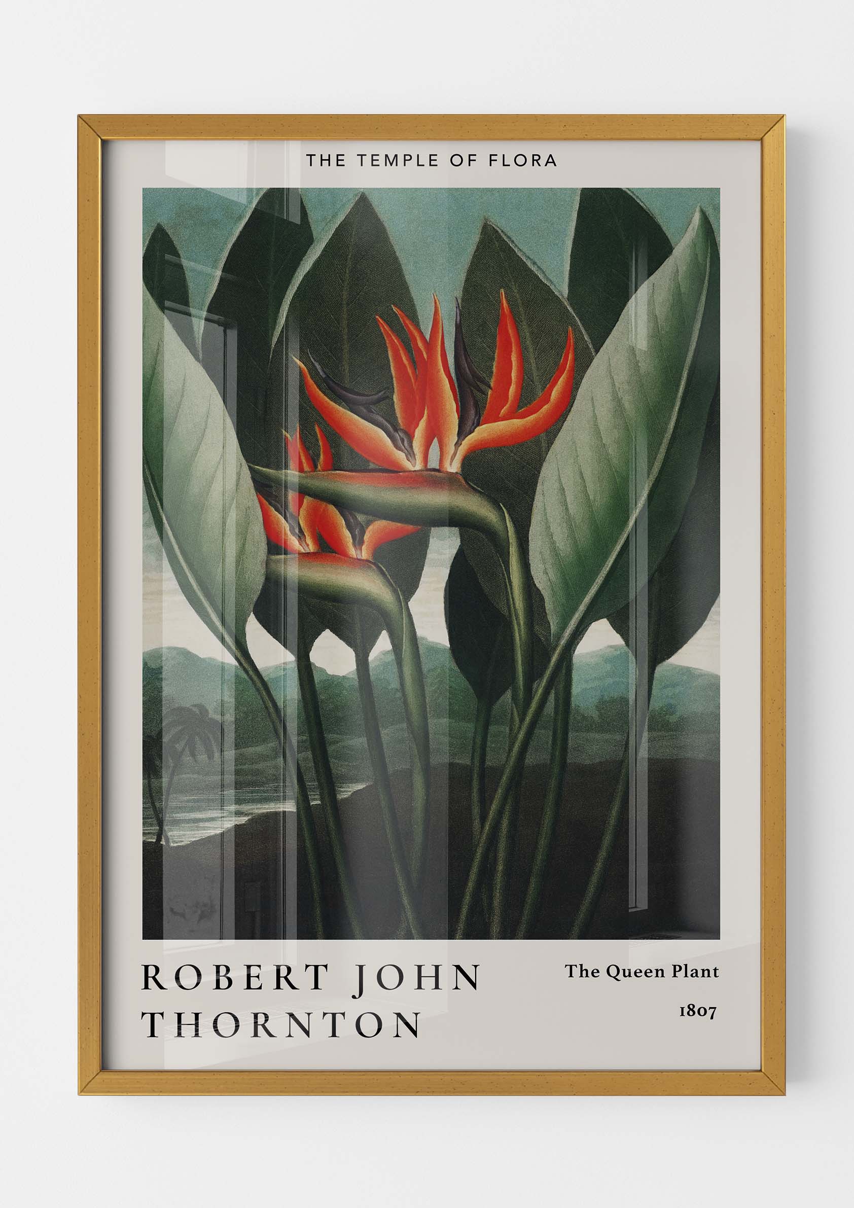 Robert John Thornton - The Queen Plant