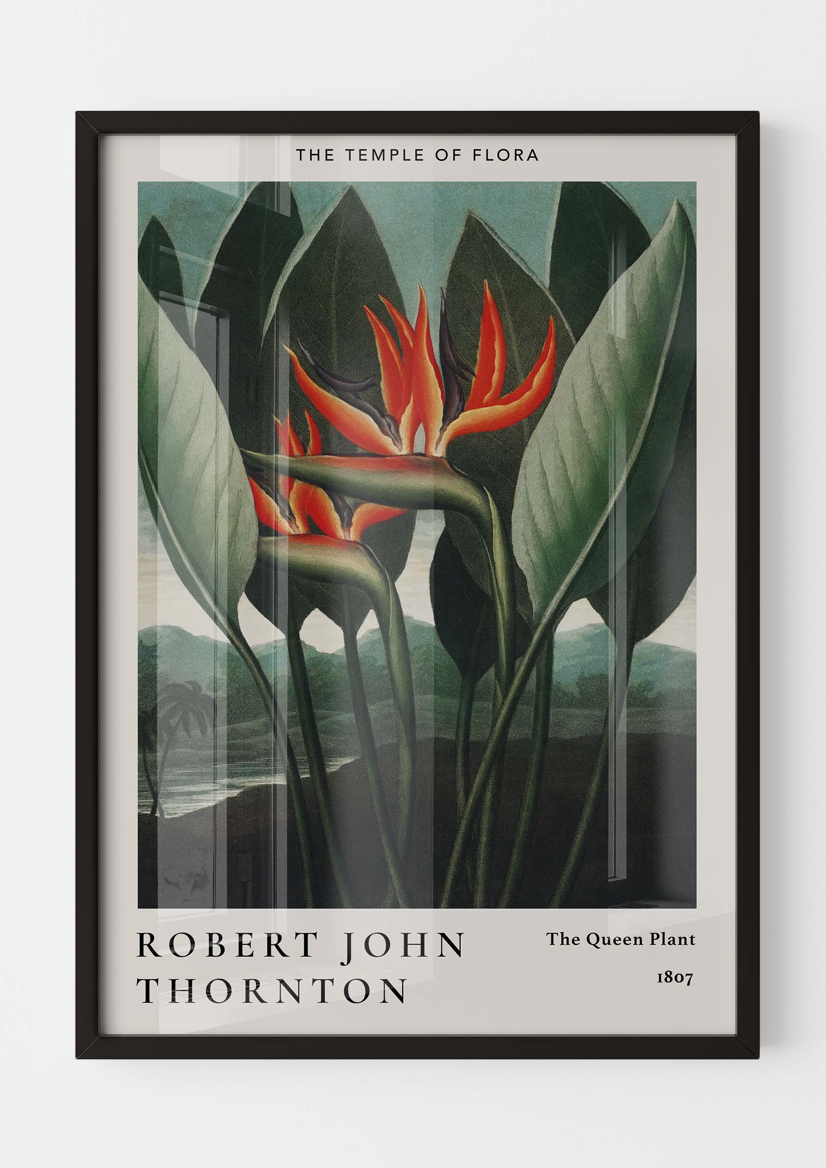 Robert John Thornton - The Queen Plant