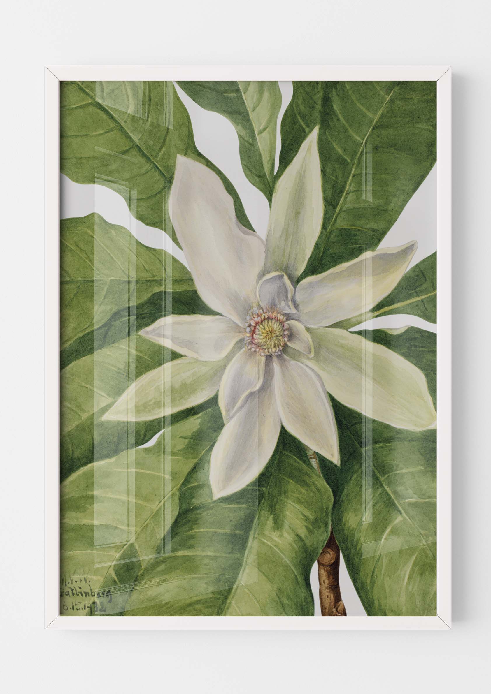 Mary Vaux Walcott - Umbrella Tree Magnolia Tripetala