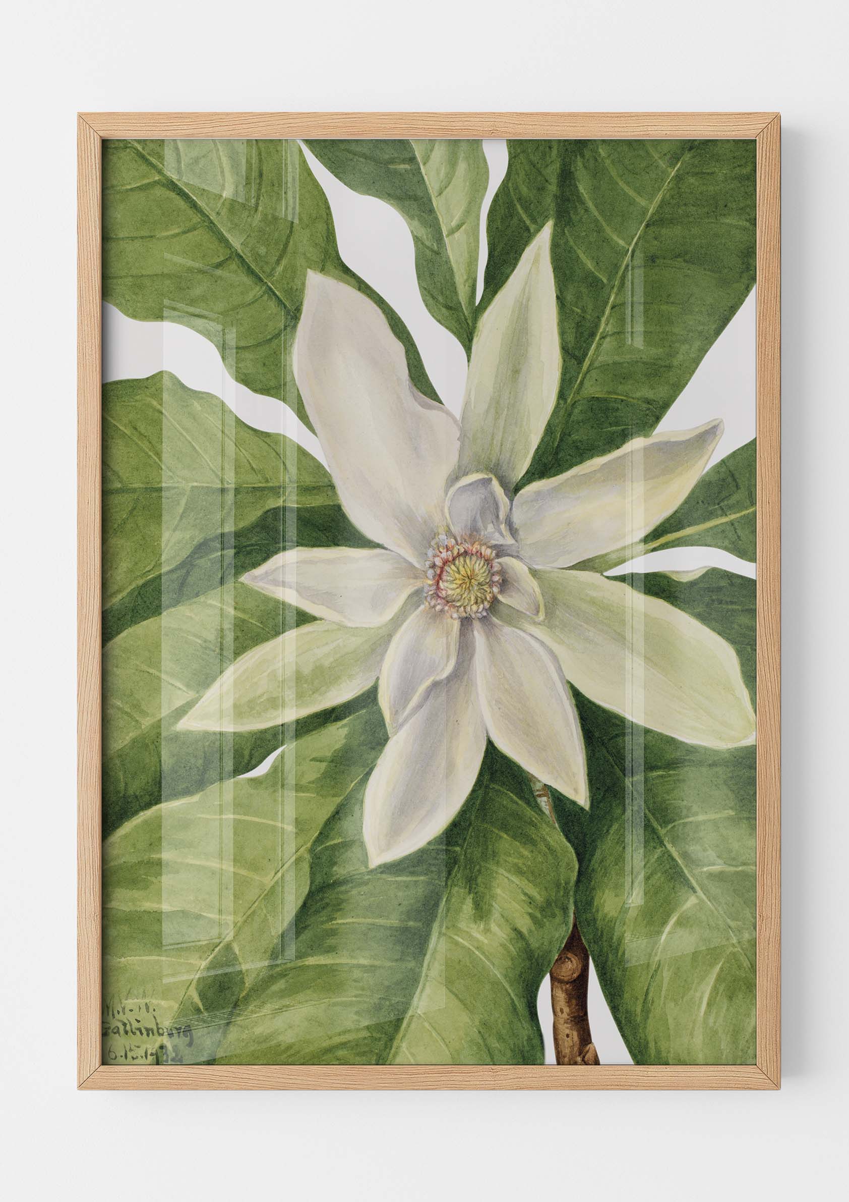 Mary Vaux Walcott - Umbrella Tree Magnolia Tripetala