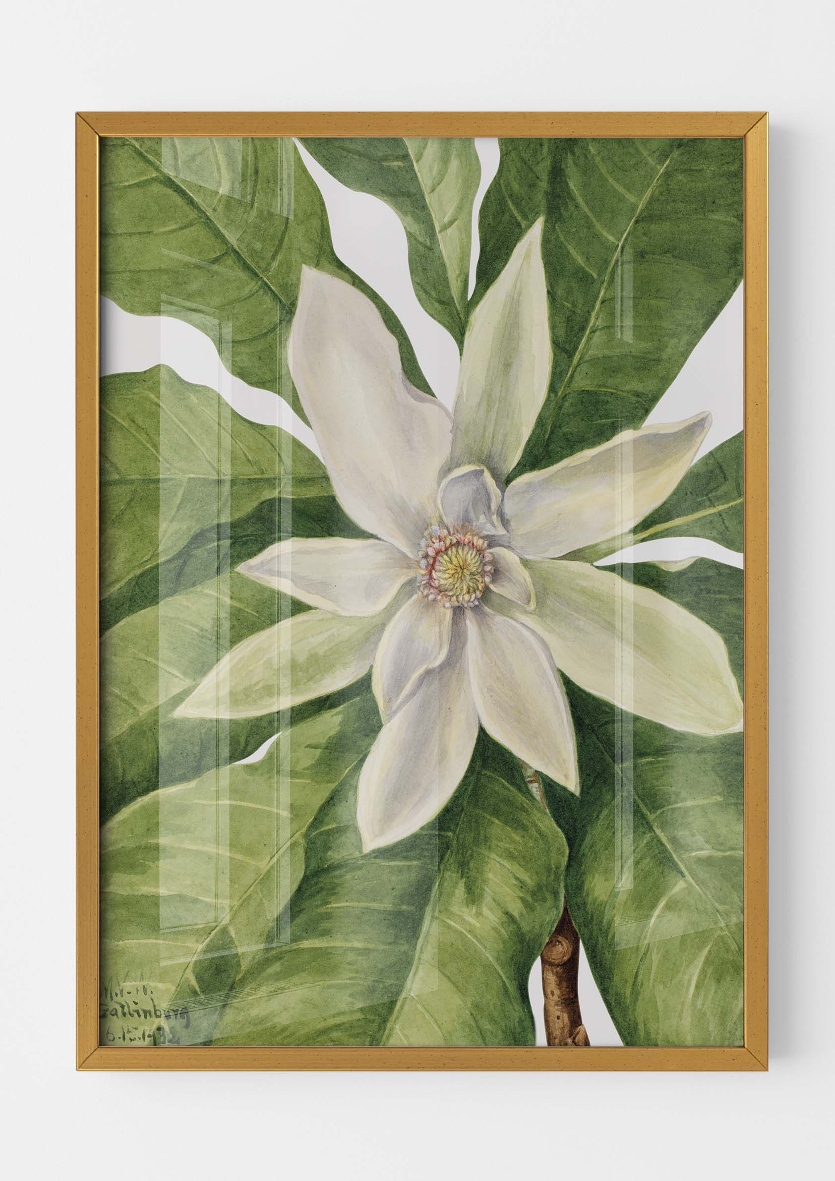 Mary Vaux Walcott - Umbrella Tree Magnolia Tripetala