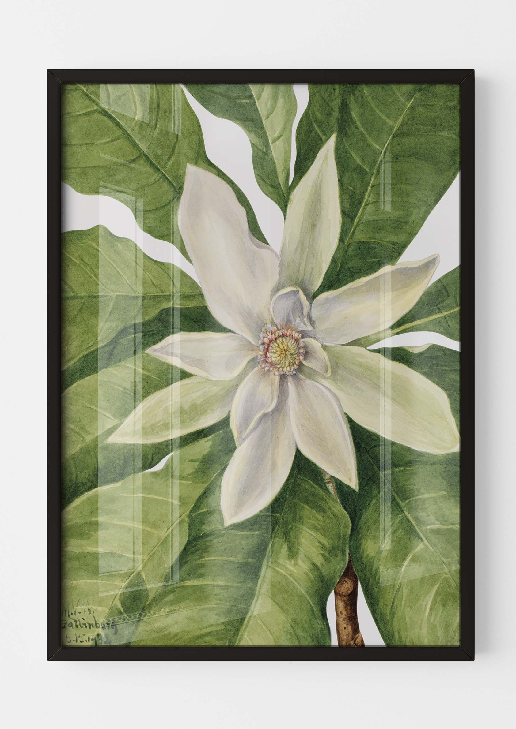 Mary Vaux Walcott - Umbrella Tree Magnolia Tripetala