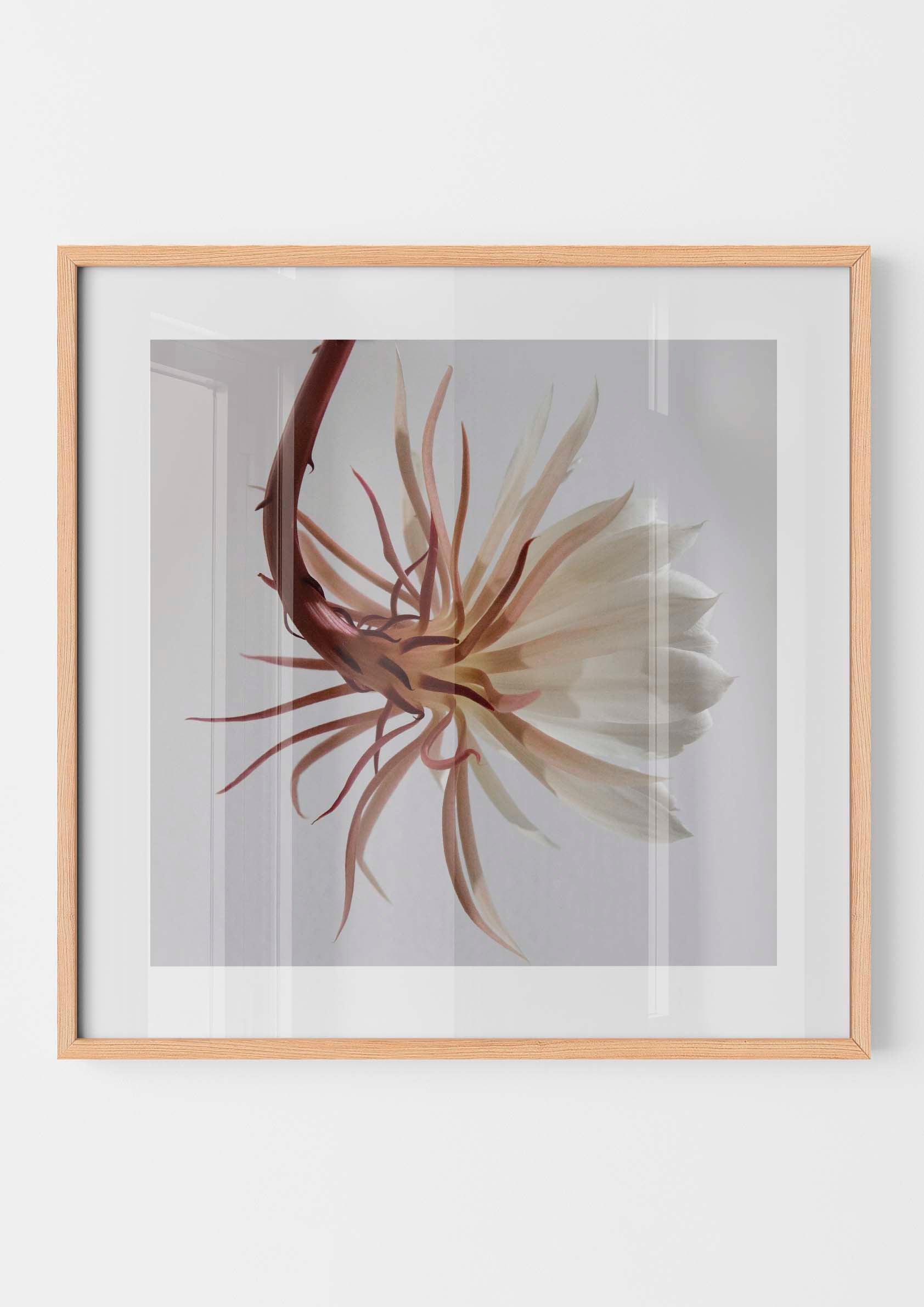 White Epiphyllum Cactus Flower