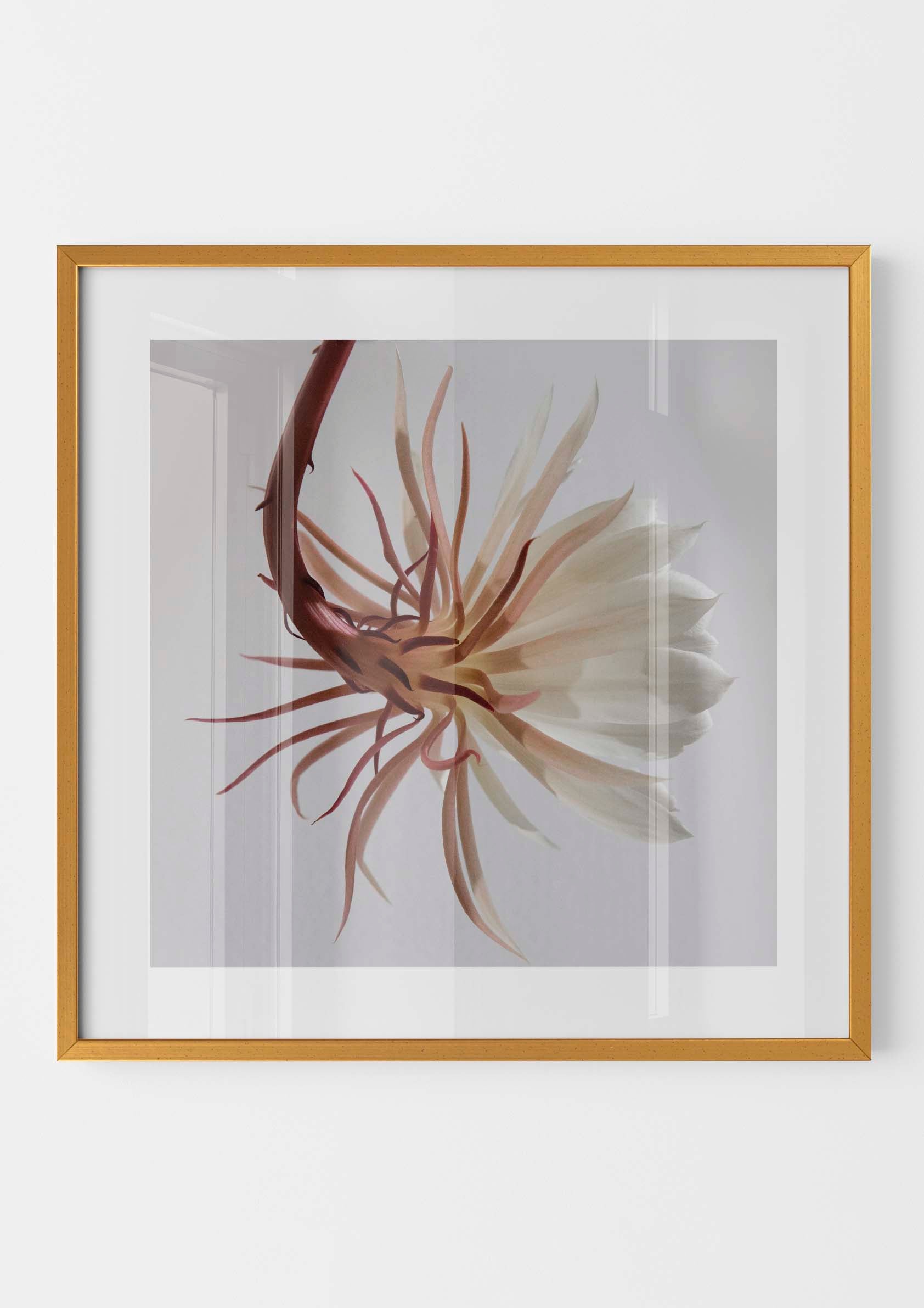 White Epiphyllum Cactus Flower