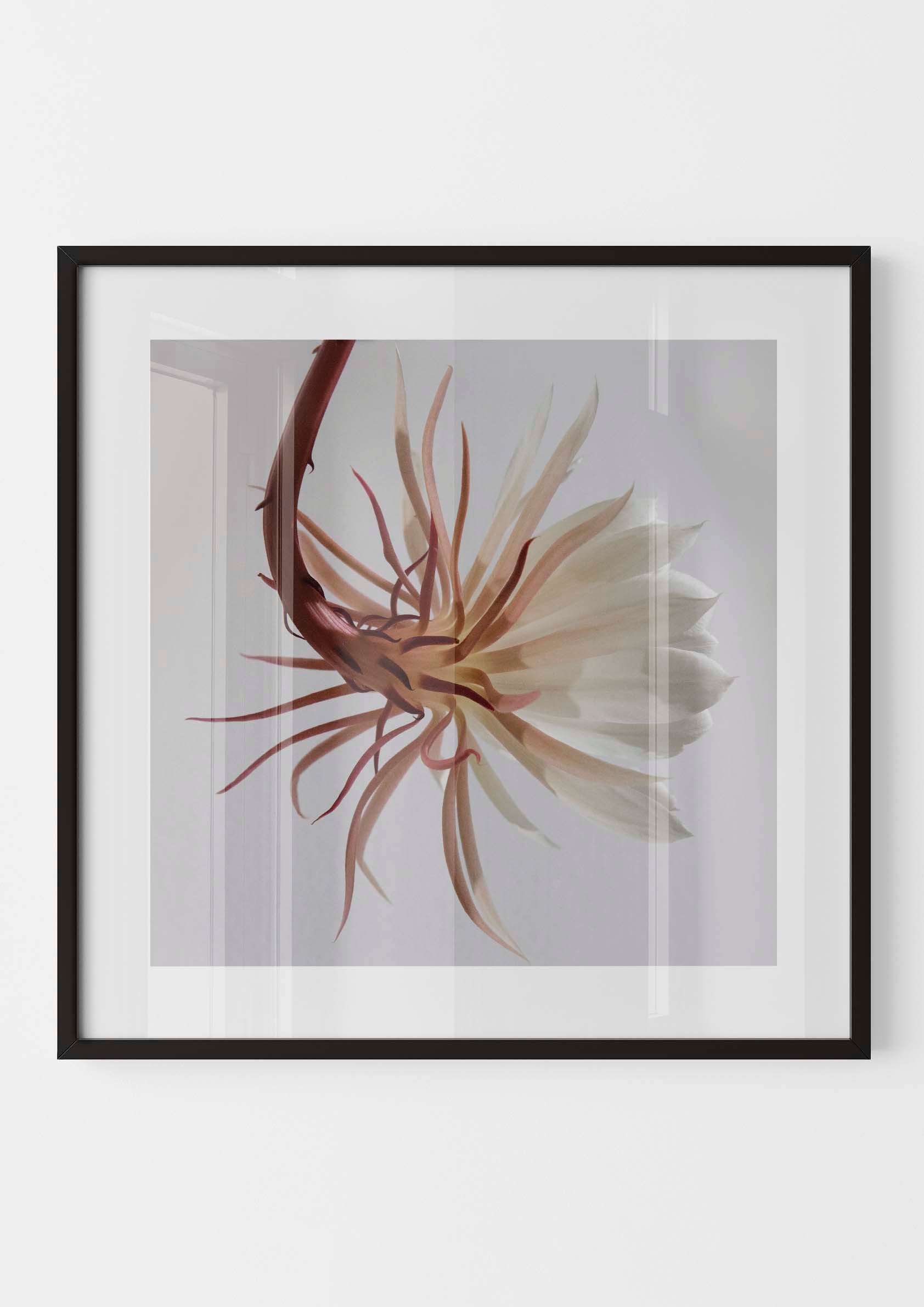 White Epiphyllum Cactus Flower