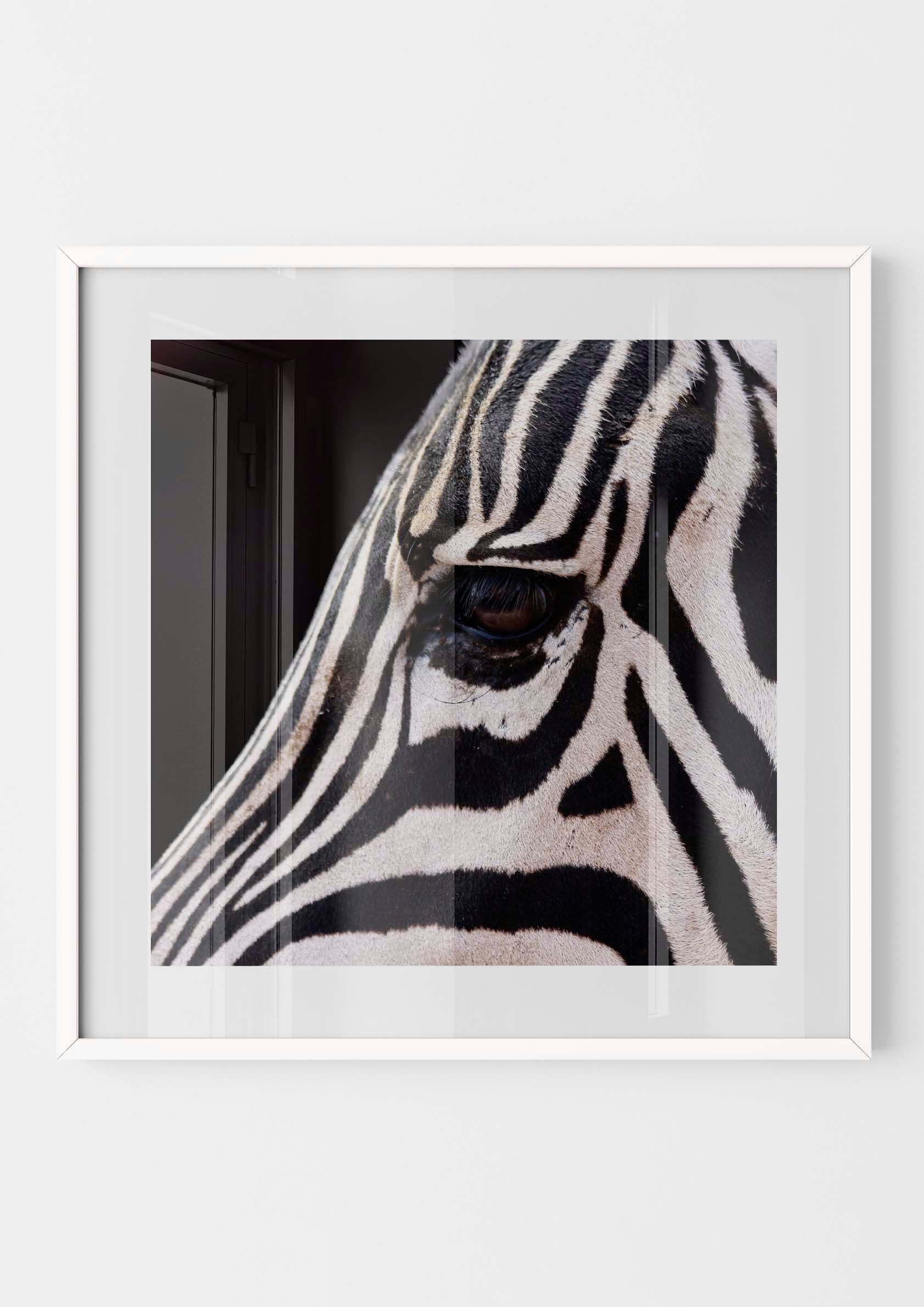 Zebra Eyes