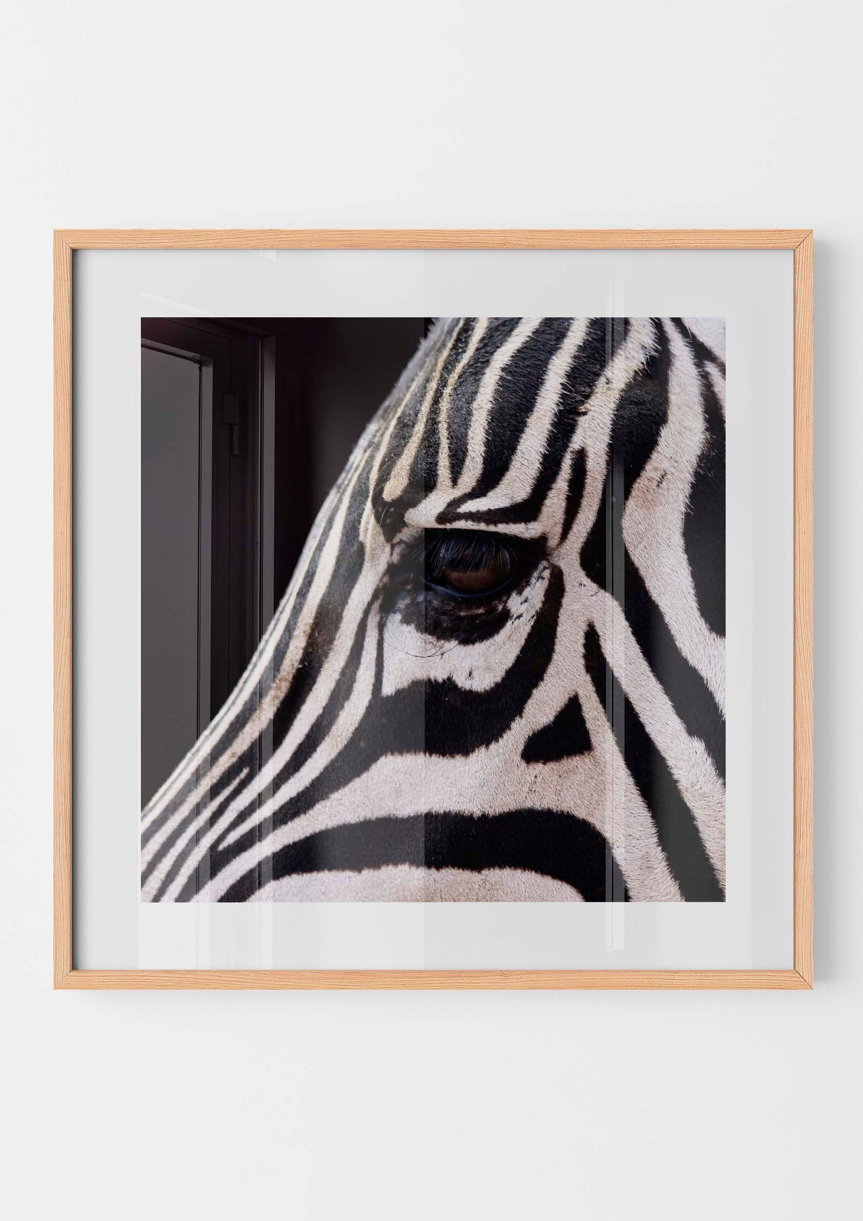 Zebra Eyes