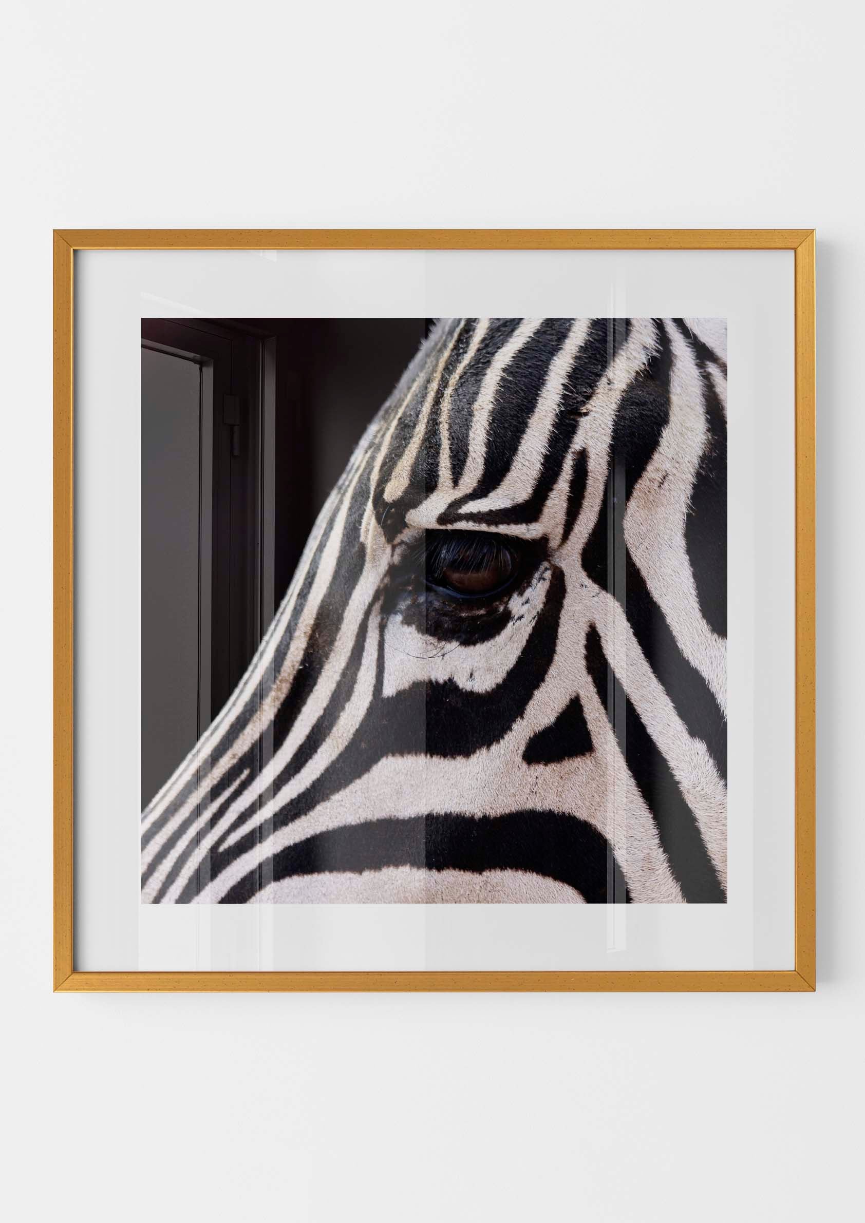 Zebra Eyes