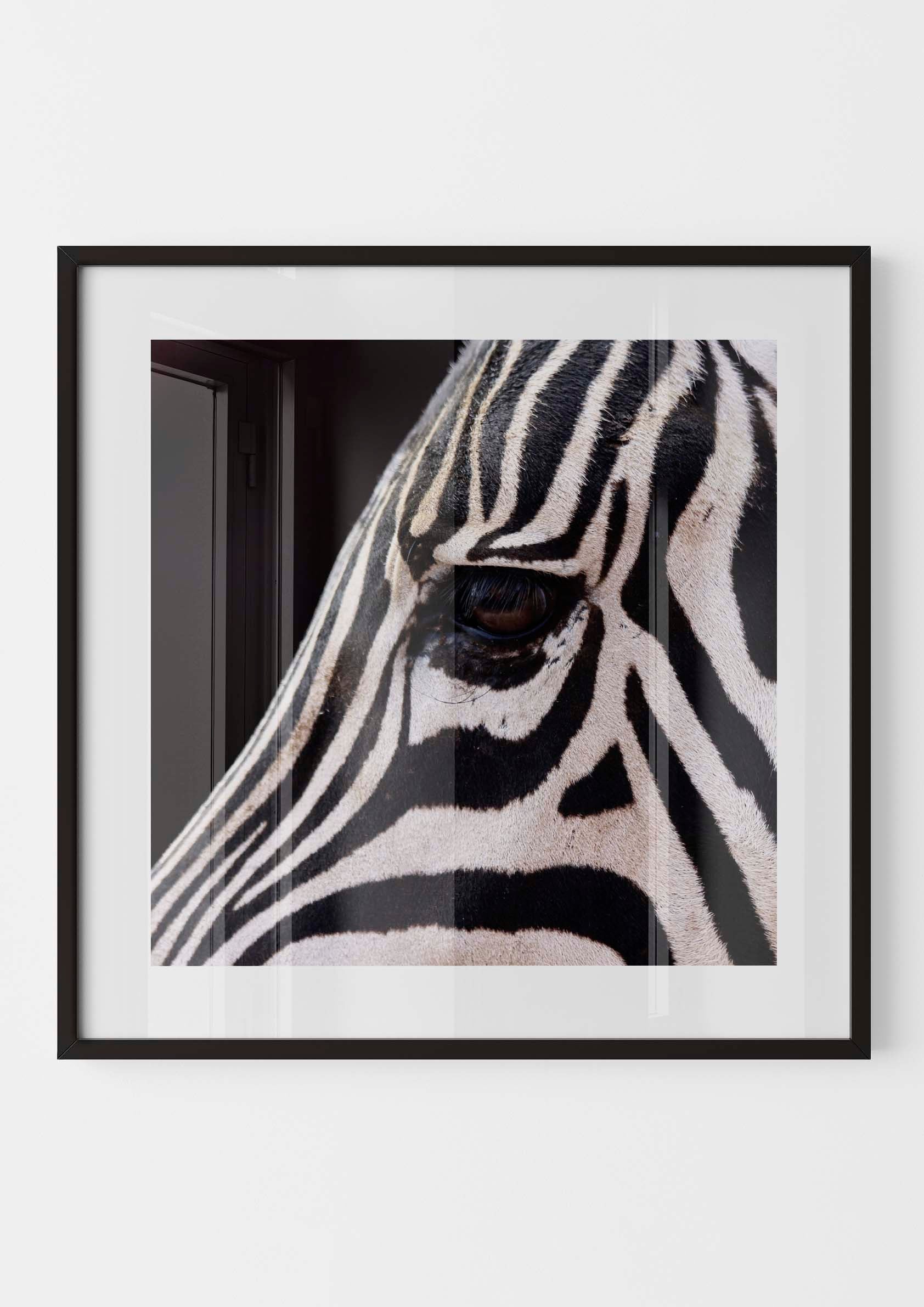 Zebra Eyes